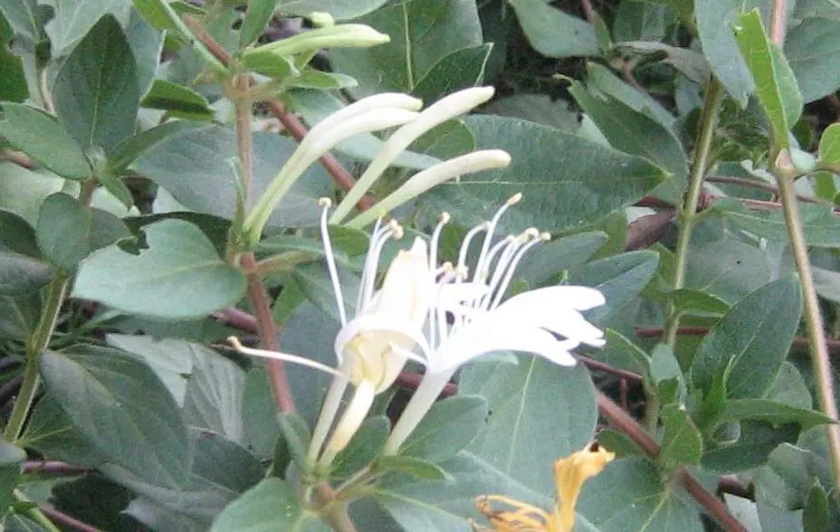 Japanese Honeysuckle (Lonicera Japonica 'Mint Crisp') — Ideal for trellises or fences