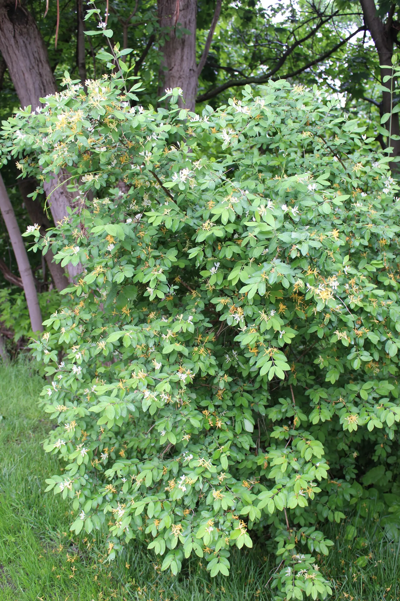 Japanese Honeysuckle (Lonicera Japonica 'Mint Crisp') — This particular variety is distinguished by its striking variegated foliage; ideal for, image 91