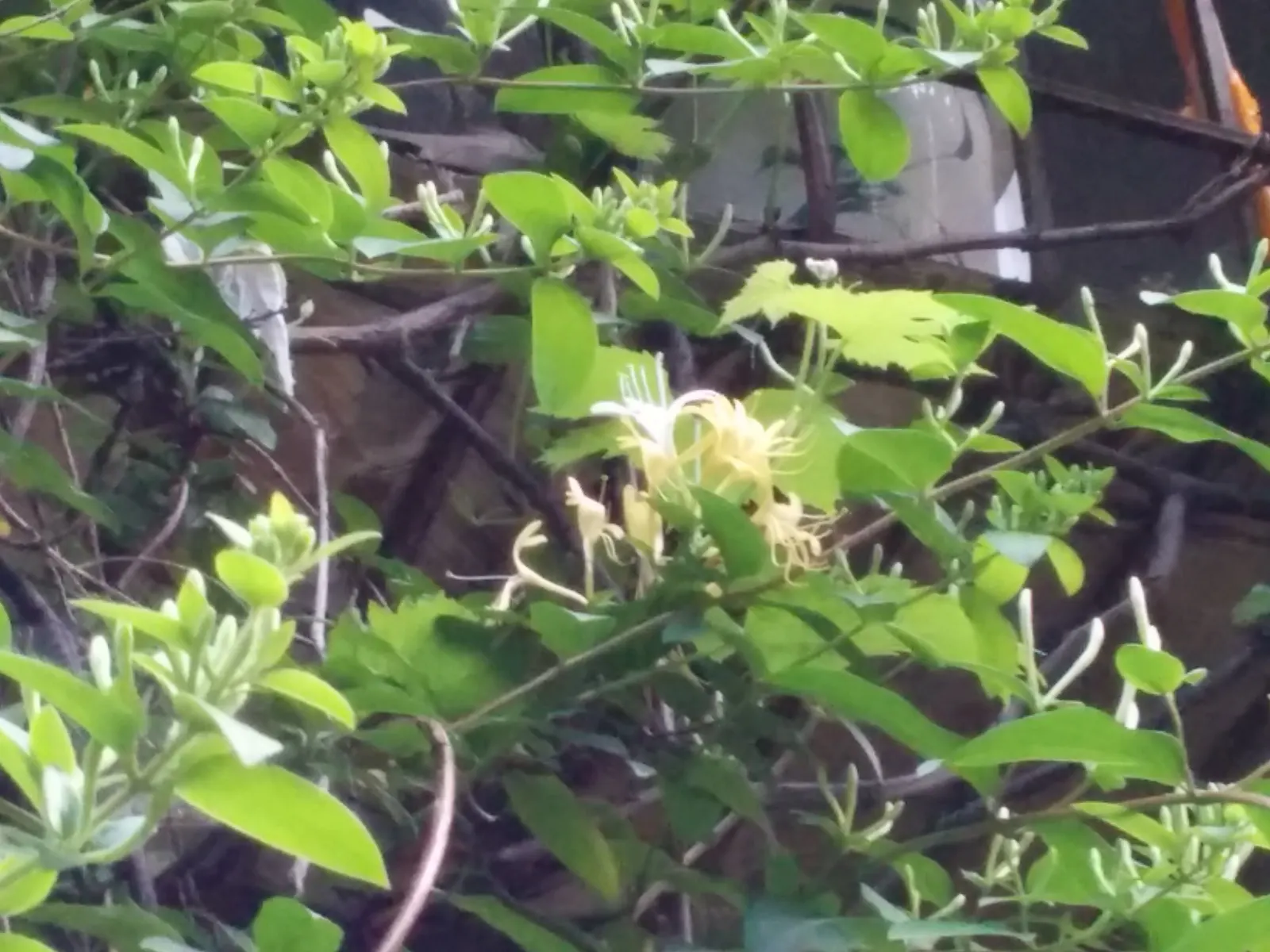Japanese Honeysuckle (Lonicera Japonica 'Mint Crisp') — resembling a fresh mint crisp infusion; their nectar-rich blossoms attract pollinators such, image 51
