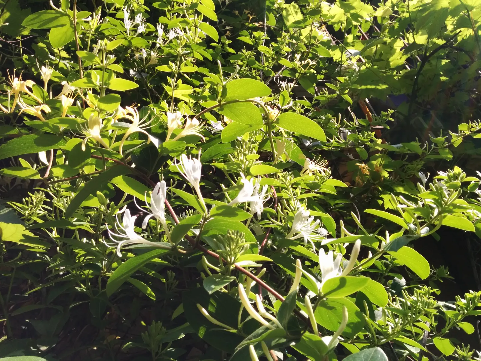 Japanese Honeysuckle (Lonicera Japonica 'Mint Crisp') — While it adapts to most soil types; making it ideal for trellises, image 77
