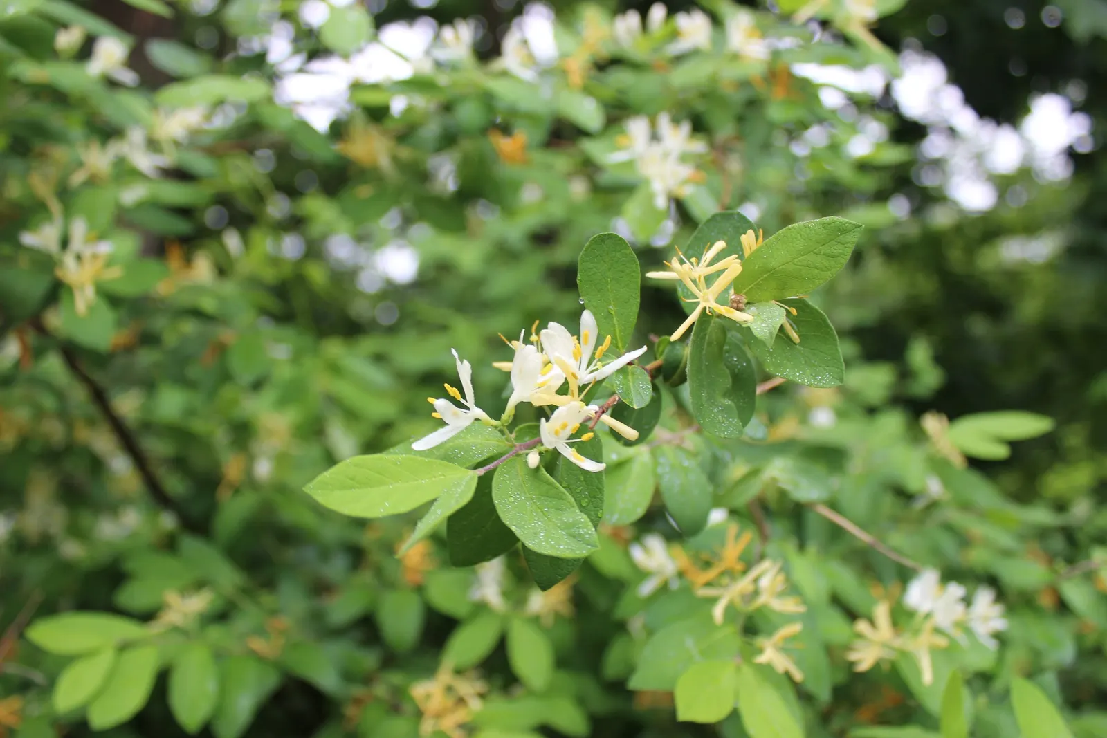 Japanese Honeysuckle (Lonicera Japonica 'Mint Crisp') — While it adapts to most soil types; making it ideal for trellises, image 98