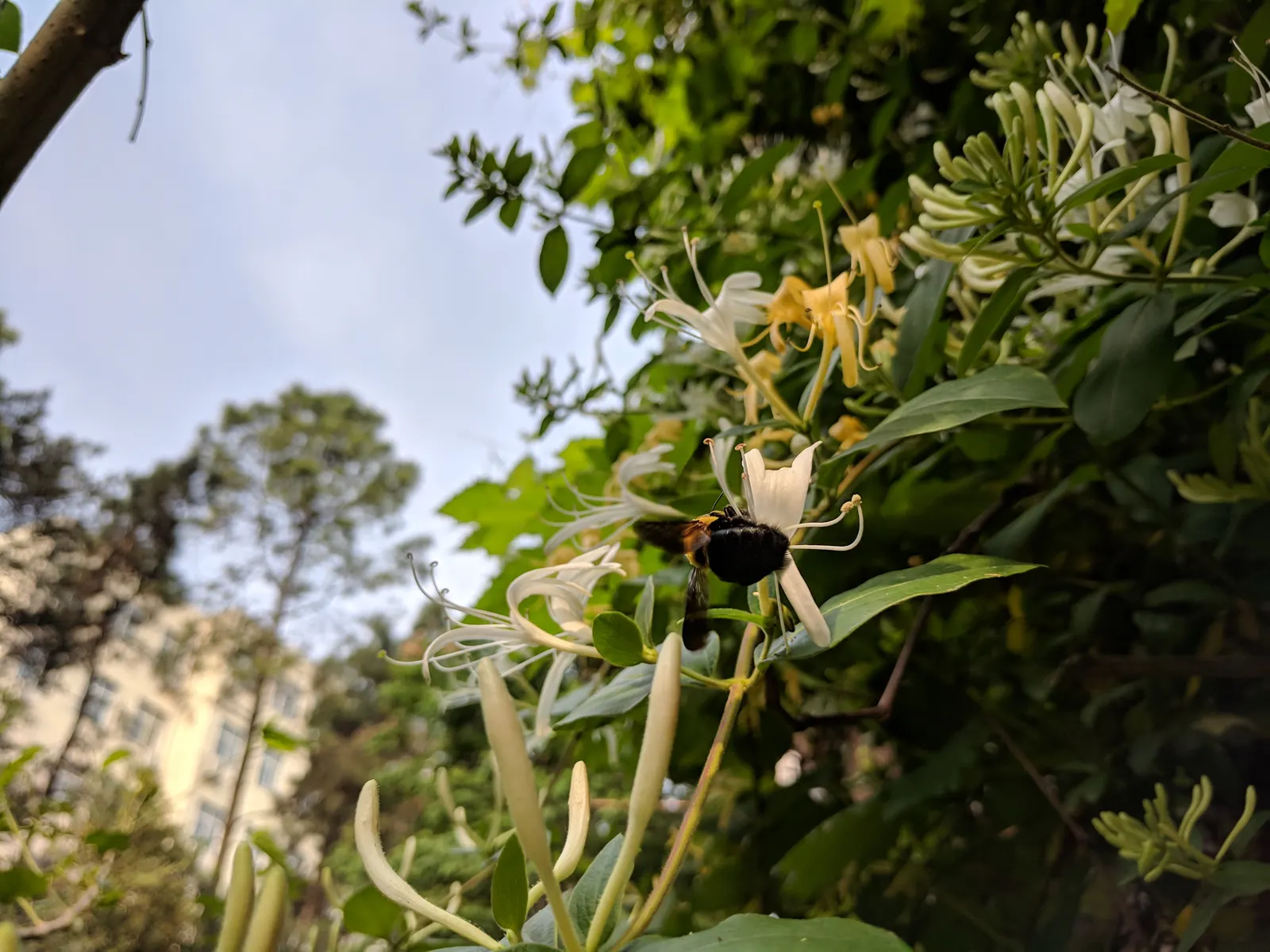 Japanese Honeysuckle (Lonicera Japonica 'Mint Crisp') — with a spread of 3-6 feet