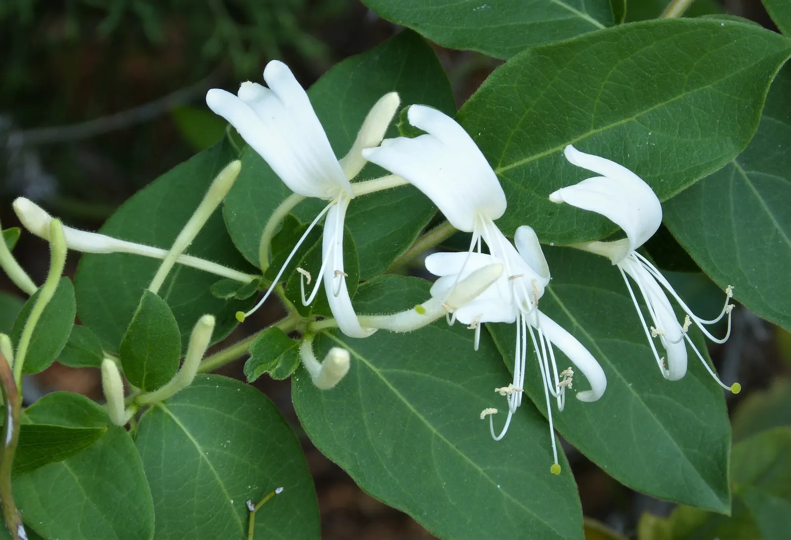 Japanese Honeysuckle (Lonicera Japonica 'Mint Crisp') — exuding a sweet aroma and transitioning from pure white to a soft yellow; making it ideal, image 80