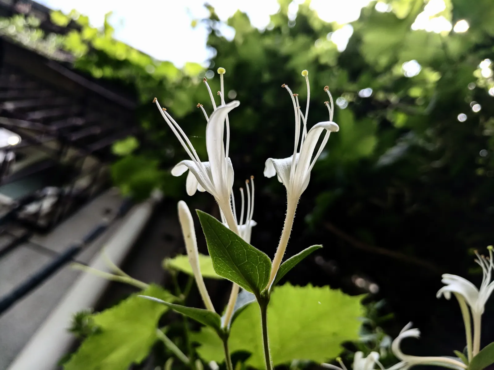 Japanese Honeysuckle (Lonicera Japonica 'Mint Crisp') — making it ideal for trellises, image 53