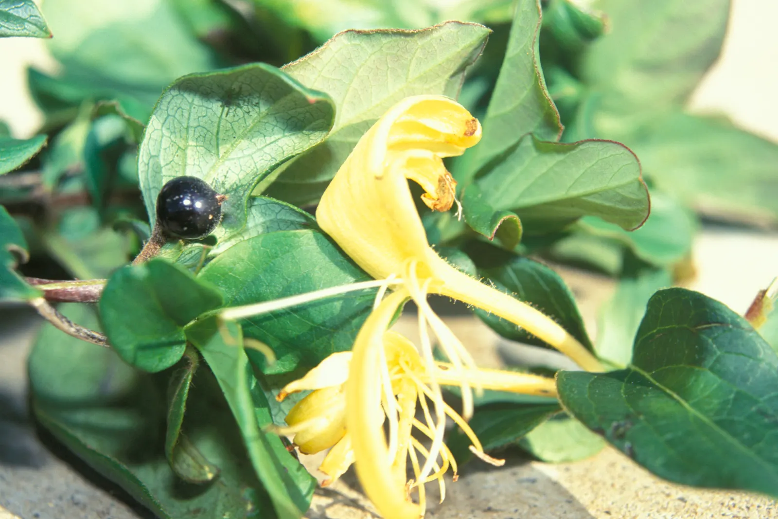 Japanese Honeysuckle (Lonicera Japonica 'Mint Crisp') — Their nectar-rich blossoms attract pollinators such as butterflies and bees, image 39