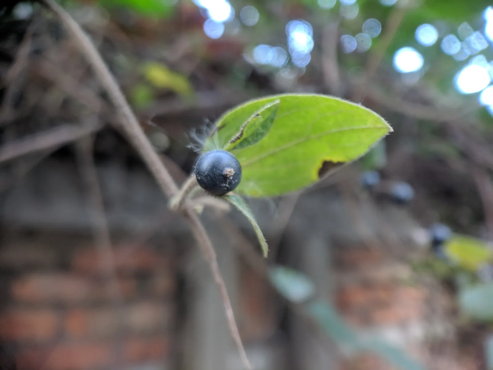 Japanese Honeysuckle (Lonicera Japonica 'Mint Crisp') — making it ideal for trellises, image 95