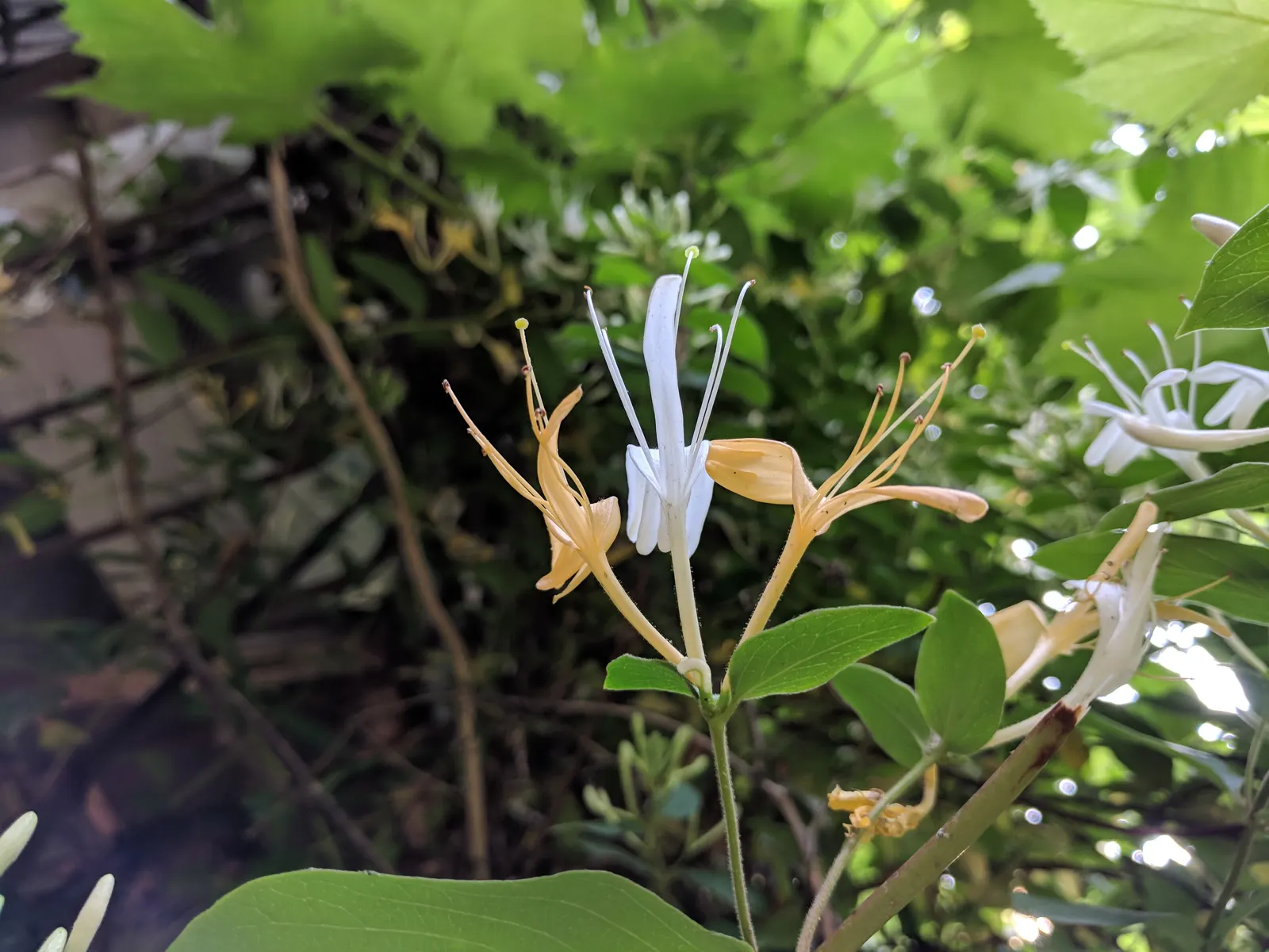 Japanese Honeysuckle (Lonicera Japonica 'Mint Crisp') — with a spread of 3-6 feet; ideal for trellises or fences, image 94