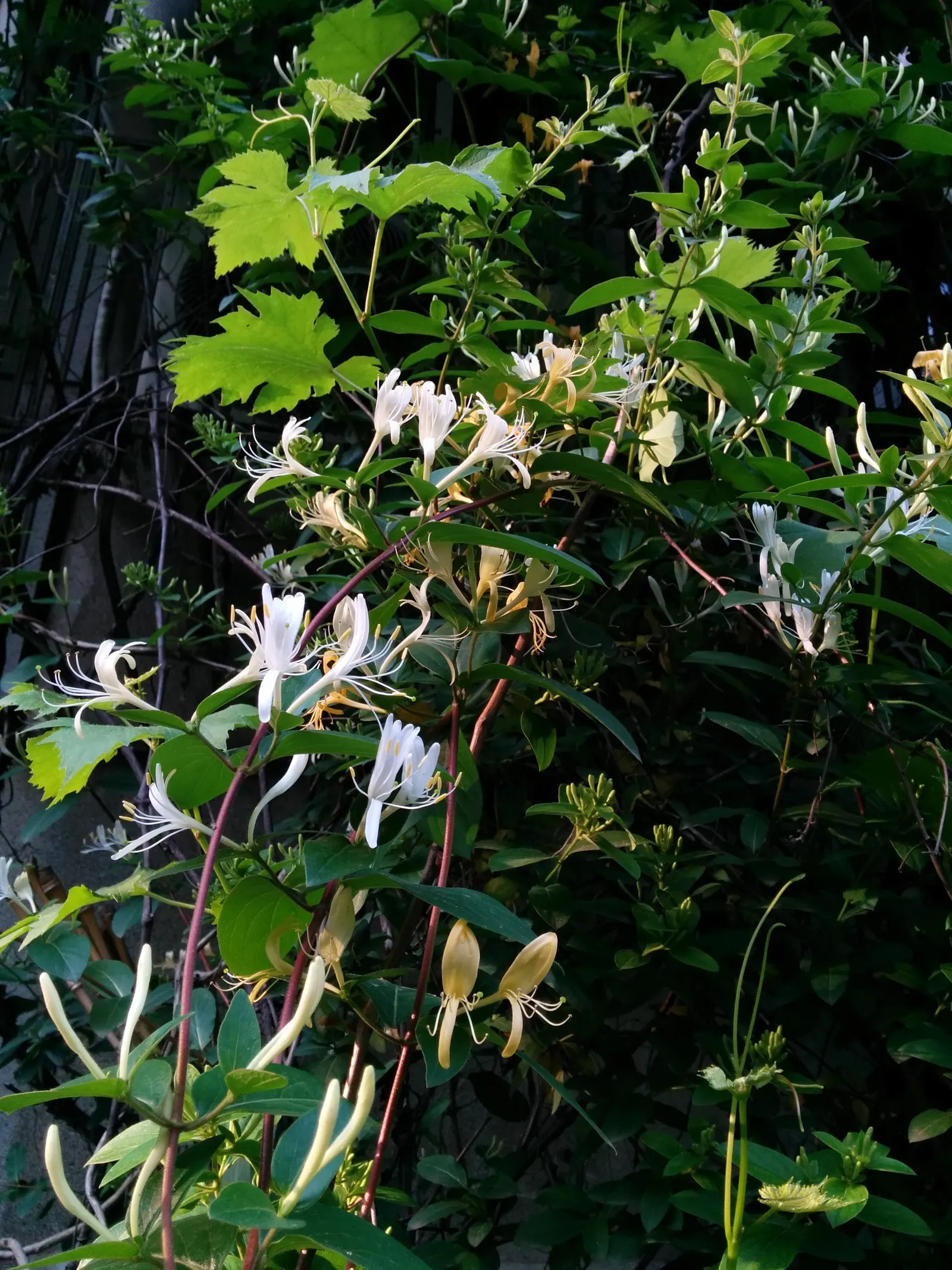 Japanese Honeysuckle (Lonicera Japonica 'Mint Crisp') — exuding a sweet aroma and transitioning from pure white to a soft yellow; making it ideal for trellises