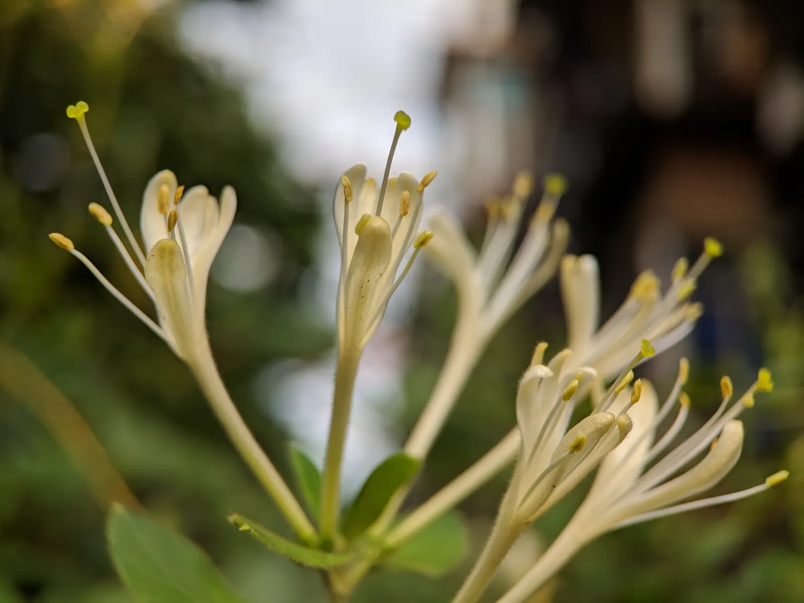 Japanese Honeysuckle (Lonicera Japonica 'Mint Crisp') — Fragrant white blooms, subtly blushing pink in maturity, enchant from late spring to fall, image 108