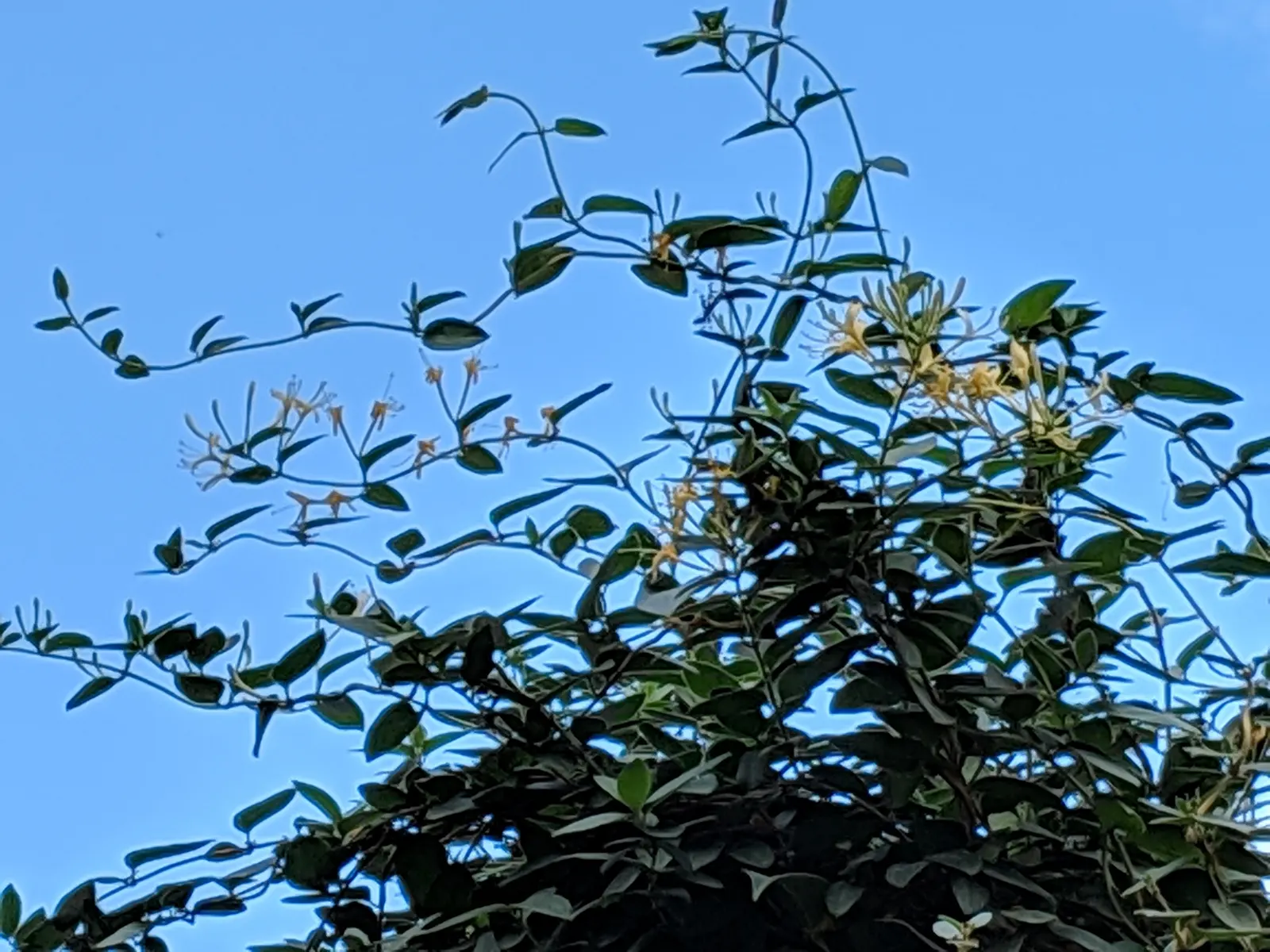 Japanese Honeysuckle (Lonicera Japonica 'Mint Crisp') — is a vigorous vine with striking green leaves edged in cream; ideal for trellises or fences, image 43
