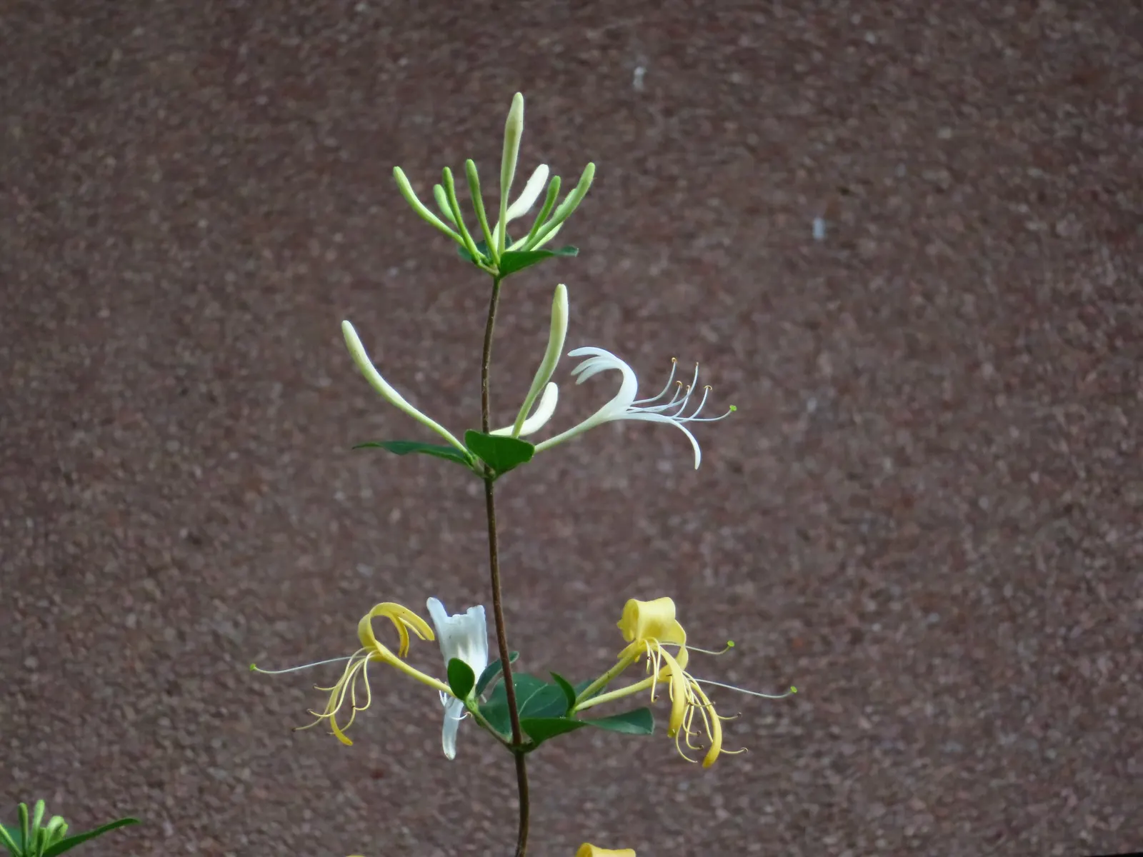 Japanese Honeysuckle (Lonicera Japonica 'Mint Crisp') — adding an ecological benefit to their ornamental value; ideal for trellises or fences, image 61
