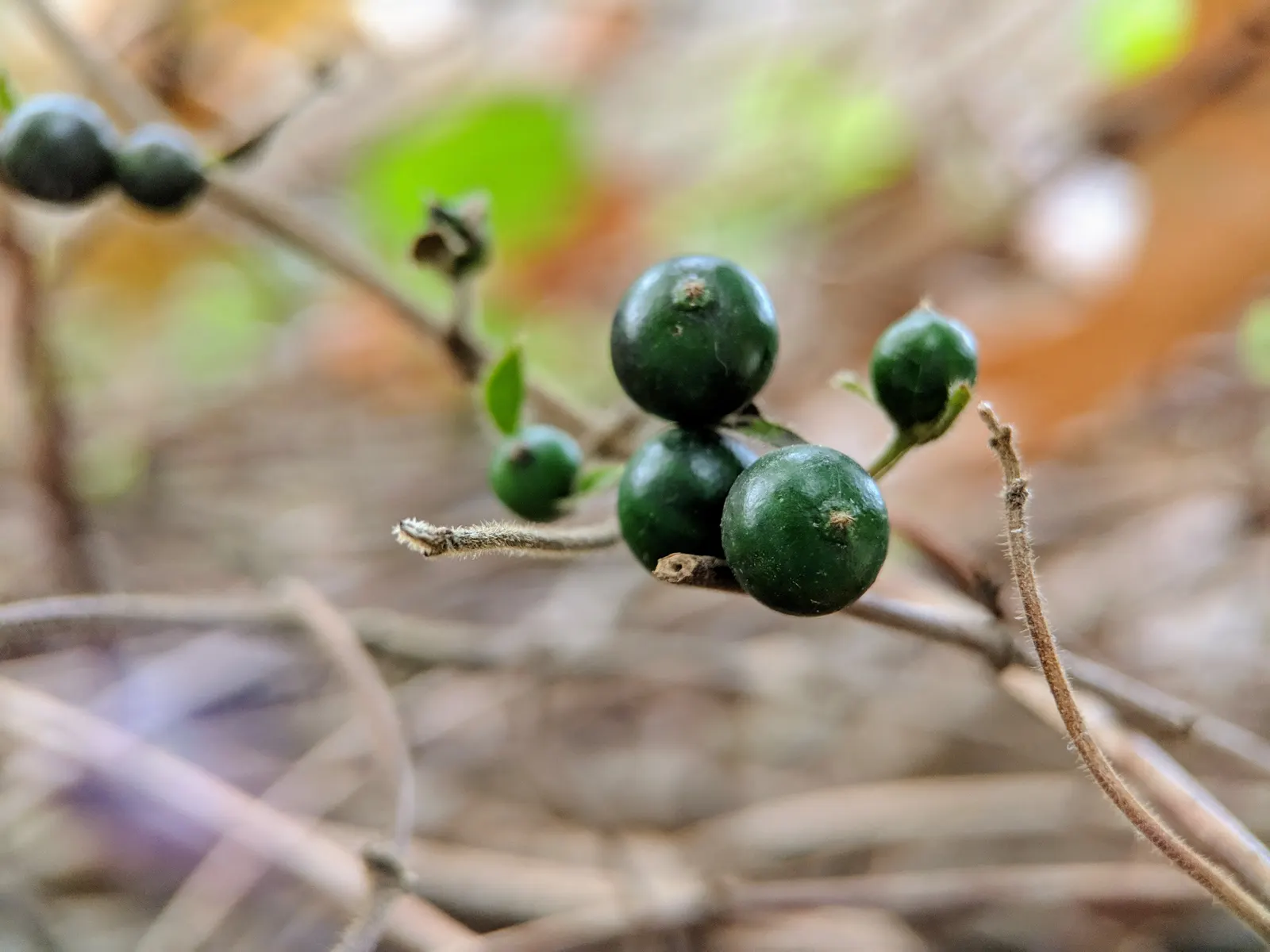 Japanese Honeysuckle (Lonicera Japonica 'Mint Crisp') — Ideal for trellises or fences, image 88