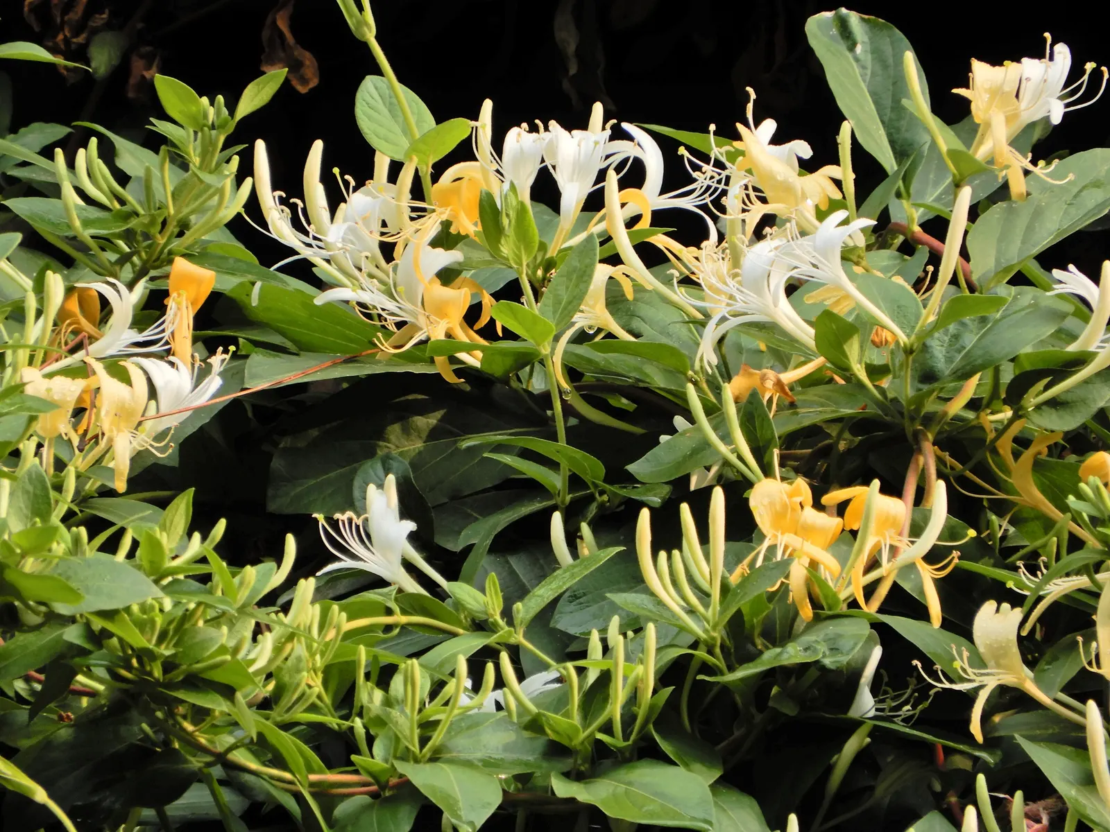 Japanese Honeysuckle (Lonicera Japonica 'Mint Crisp') — resembling a fresh mint crisp infusion; their nectar-rich blossoms attract pollinators such, image 114