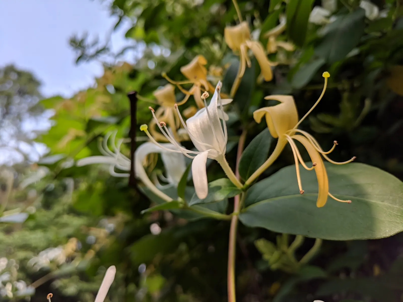 Japanese Honeysuckle (Lonicera Japonica 'Mint Crisp') — resembling a fresh mint crisp infusion; their nectar-rich blossoms attract pollinators such as
