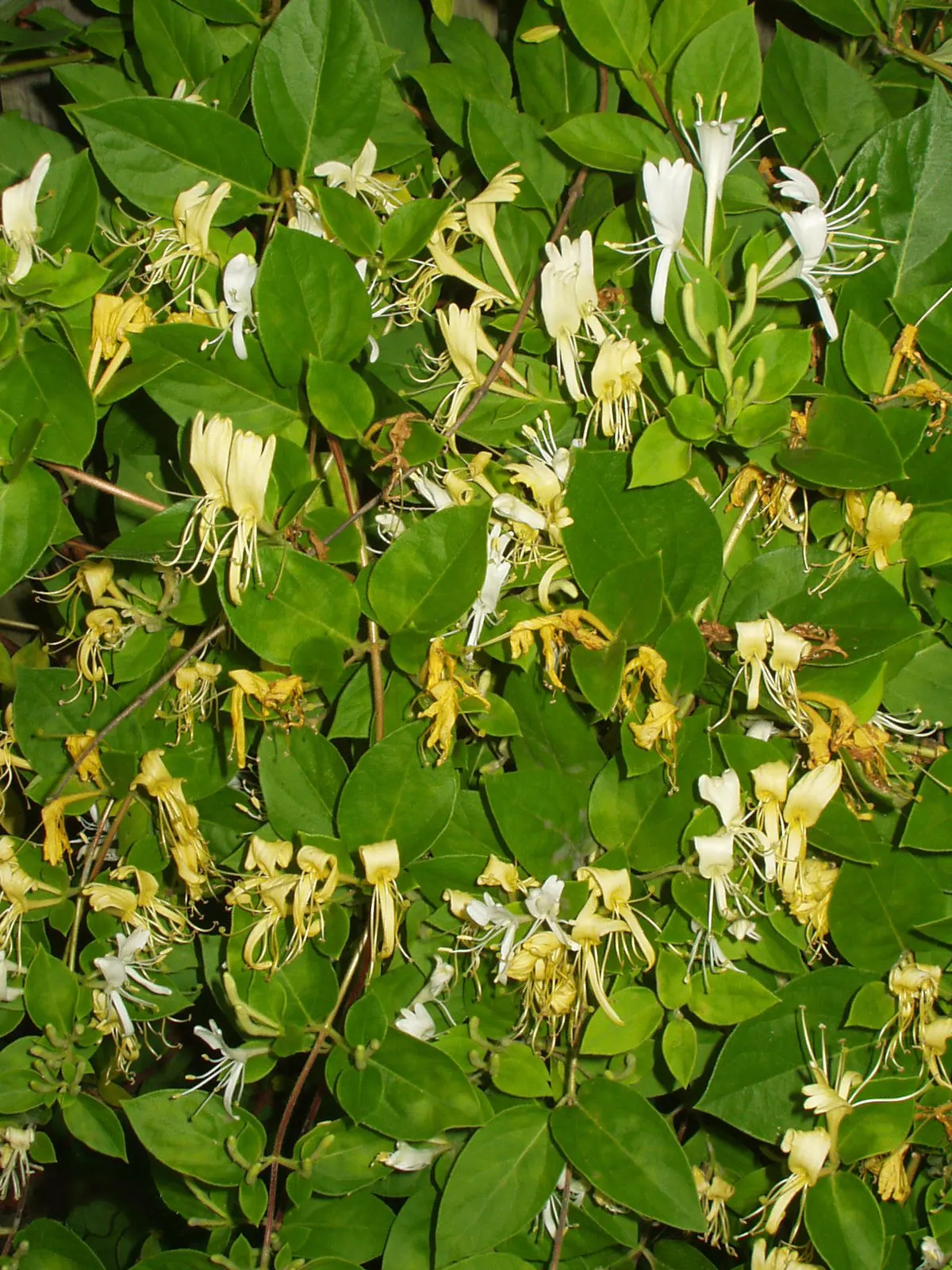 Japanese Honeysuckle (Lonicera Japonica 'Mint Crisp') — adding an ecological benefit to their ornamental value