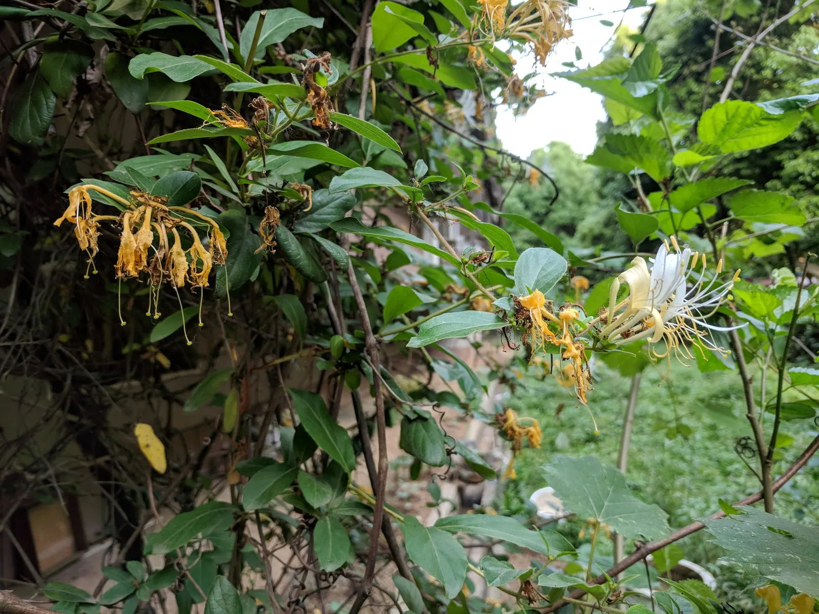 Japanese Honeysuckle (Lonicera Japonica 'Mint Crisp') — It is essential to manage this plant carefully, as it can become invasive if not, image 104