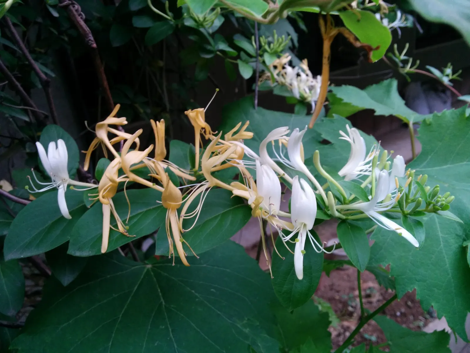 Japanese Honeysuckle (Lonicera Japonica 'Mint Crisp') — with a spread of 3-6 feet; ideal for trellises or fences, image 73