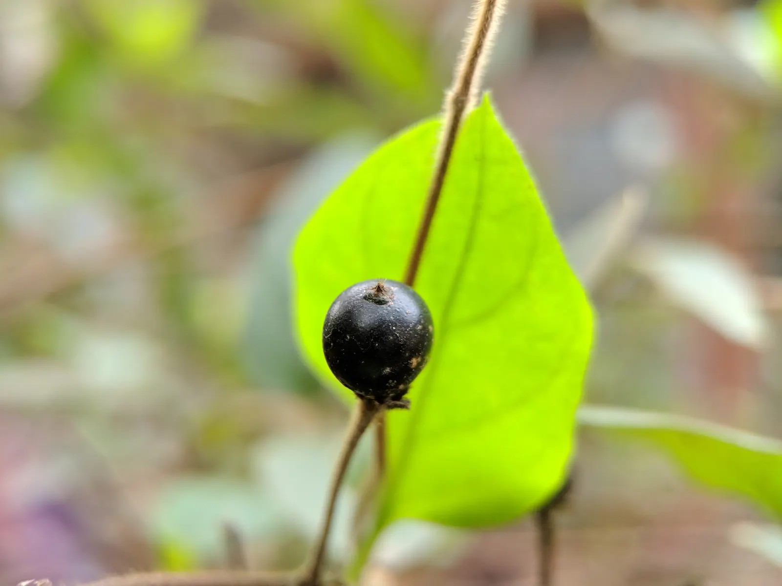 Japanese Honeysuckle (Lonicera Japonica 'Mint Crisp') — where it can provide a lush backdrop or vertical accent in the landscape; their nectar-rich, image 54
