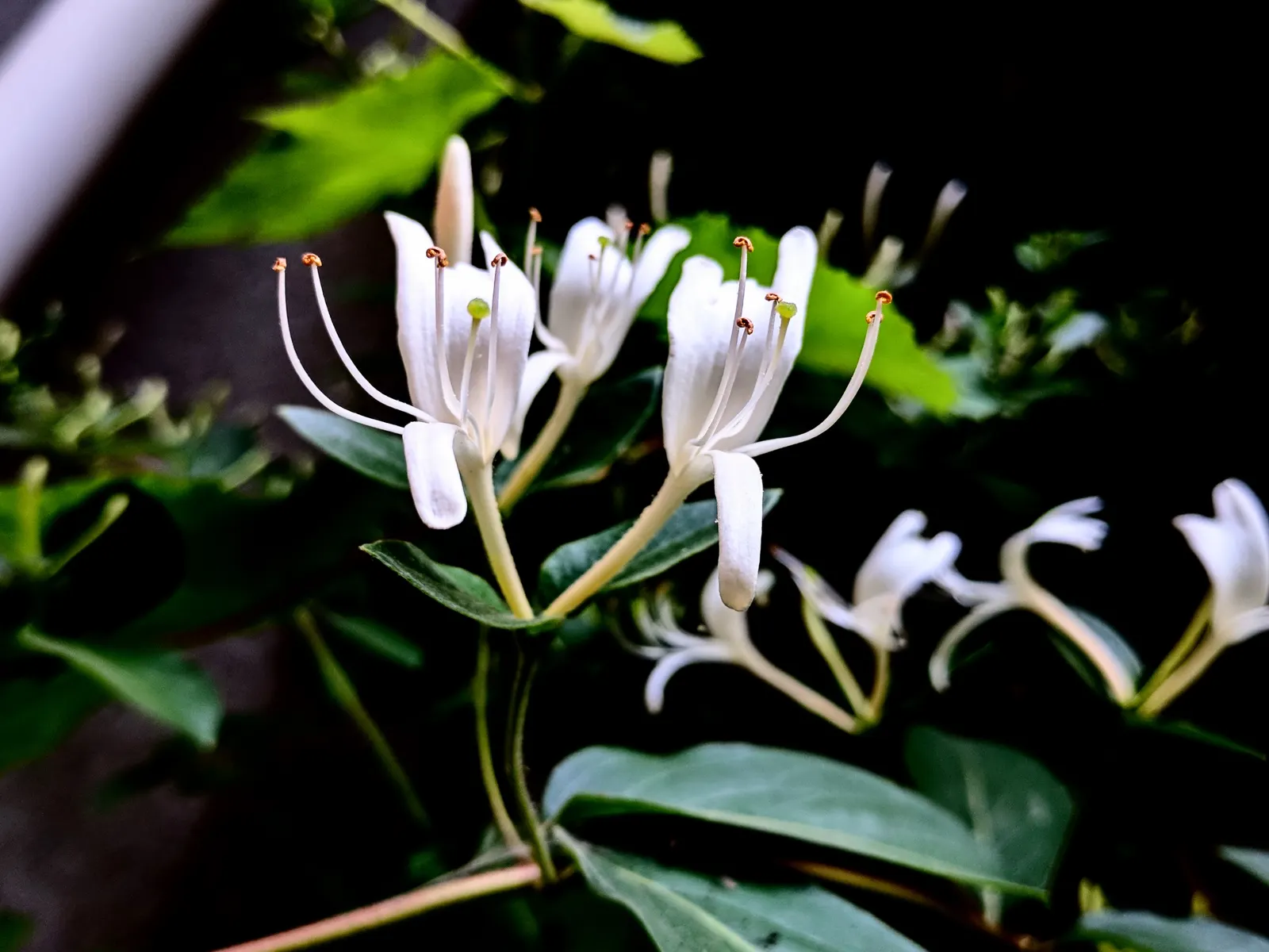 Japanese Honeysuckle (Lonicera Japonica 'Mint Crisp') — aromatic screen or ground cover; their nectar-rich blossoms attract pollinators such as butterflies and