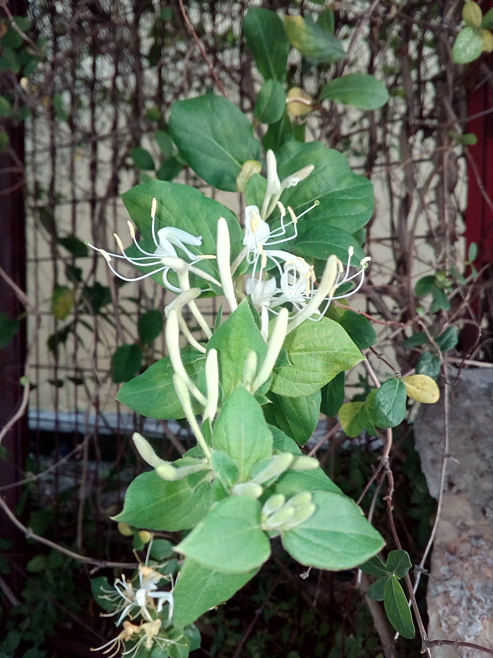 Japanese Honeysuckle (Lonicera Japonica 'Mint Crisp') — with a spread of 3-6 feet; ideal for trellises or fences, image 52