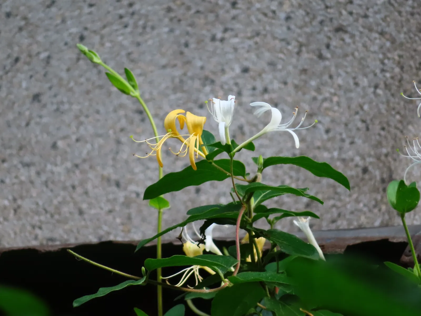 Japanese Honeysuckle (Lonicera Japonica 'Mint Crisp') — Reaching up to 30 feet long, it flourishes in USDA zones 4-11 amidst full sun to partial, image 107