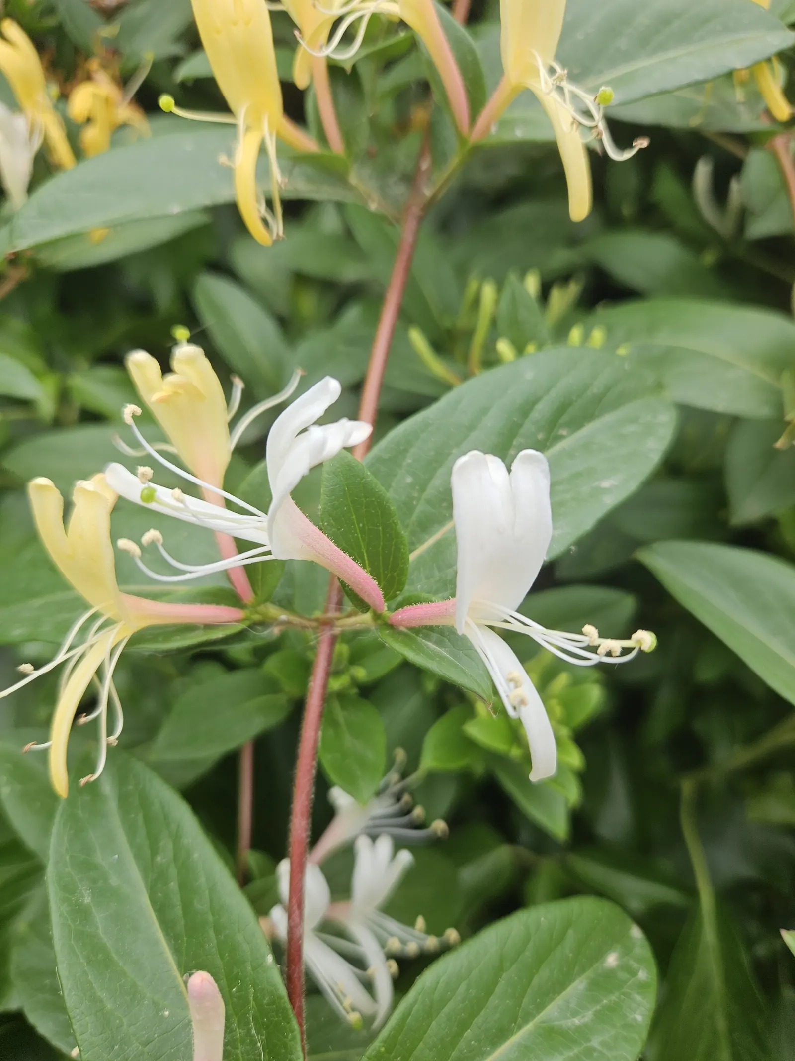 Japanese Honeysuckle (Lonicera Japonica 'Mint Crisp') — This particular variety is distinguished by its striking variegated foliage; ideal for trellises or