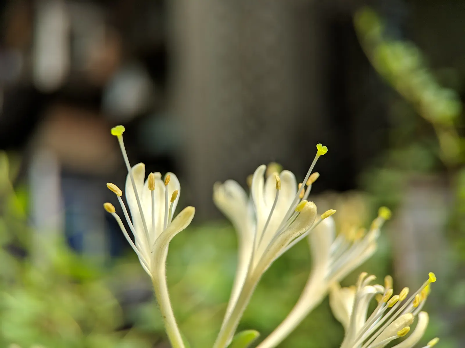 Japanese Honeysuckle (Lonicera Japonica 'Mint Crisp') — exuding a sweet aroma and transitioning from pure white to a soft yellow