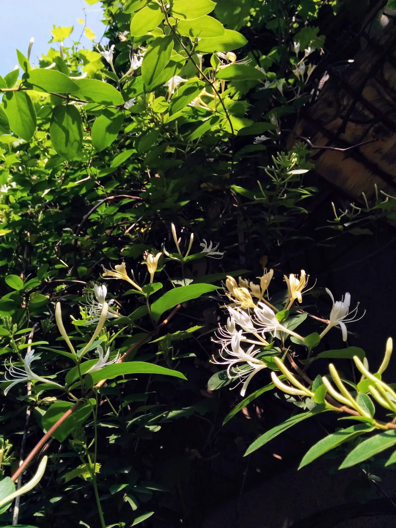 Japanese Honeysuckle (Lonicera Japonica 'Mint Crisp') — vine for full or half; their nectar-rich blossoms attract pollinators such as butterflies and bees