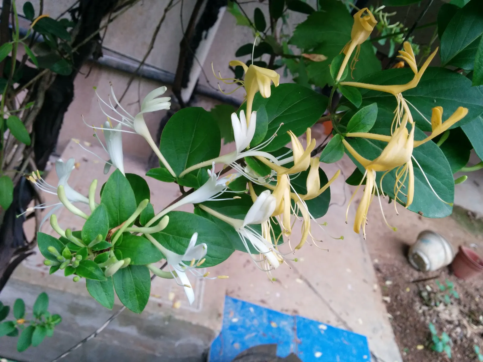 Japanese Honeysuckle (Lonicera Japonica 'Mint Crisp') — This particular variety is distinguished by its striking variegated foliage; ideal for, image 70