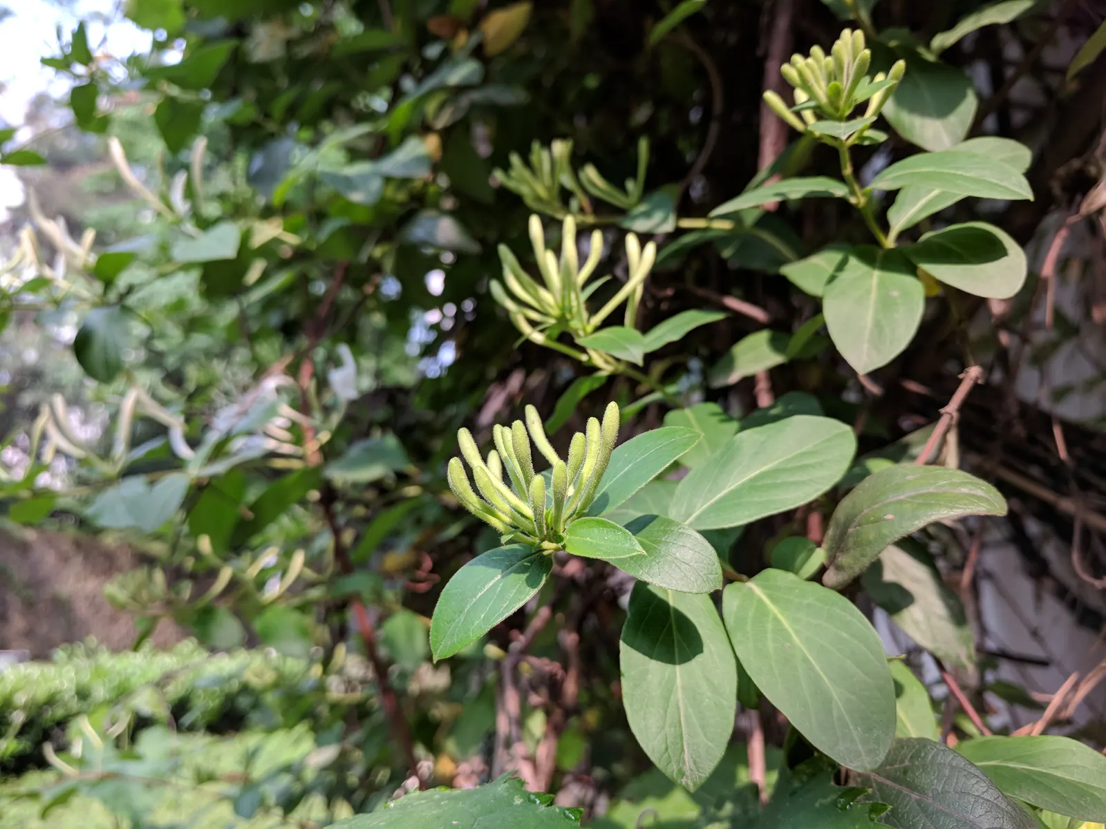 Japanese Honeysuckle (Lonicera Japonica 'Mint Crisp') — Fragrant white blooms, subtly blushing pink in maturity, enchant from late spring to fall, image 87