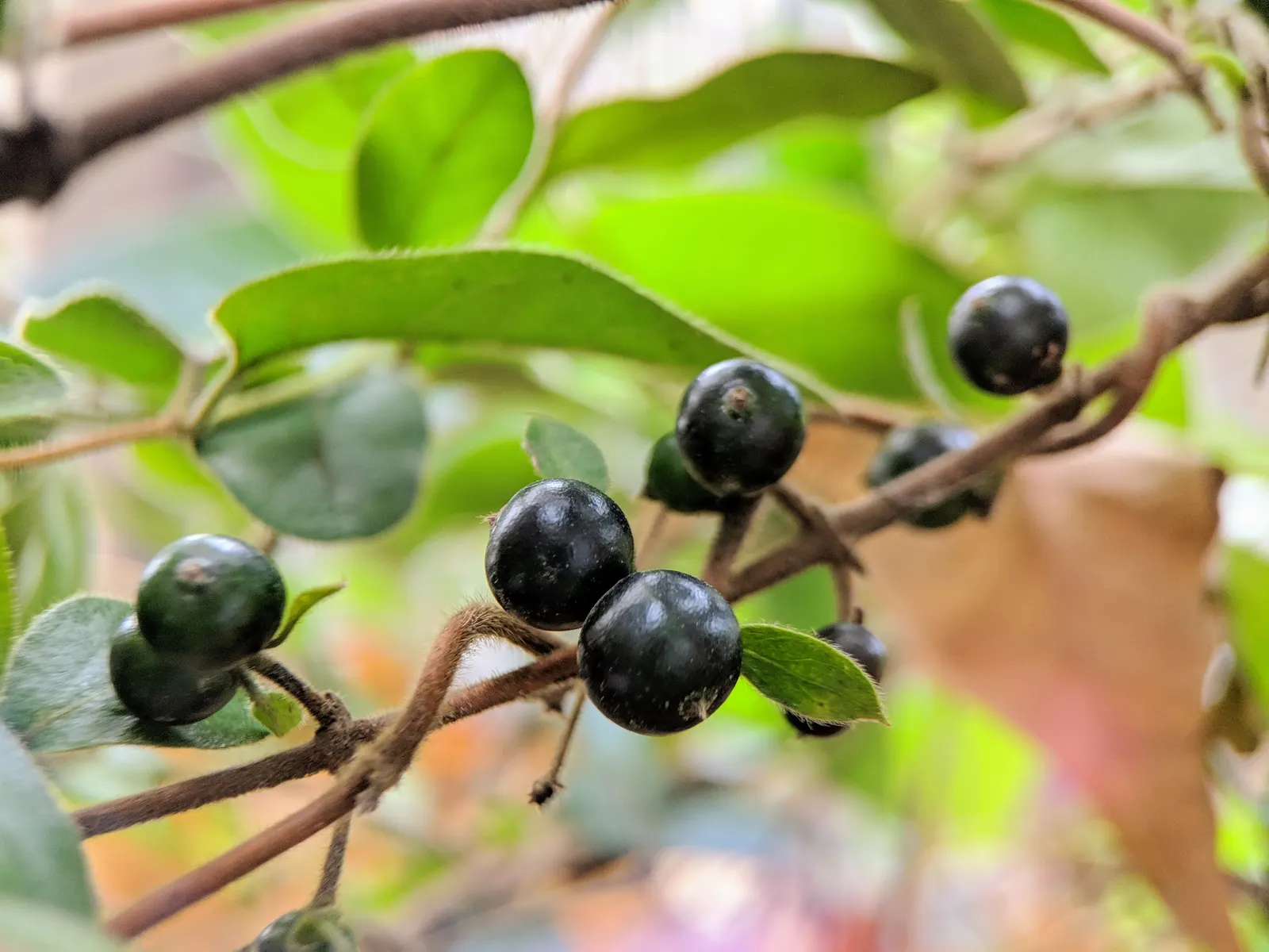 Japanese Honeysuckle (Lonicera Japonica 'Mint Crisp') — This particular variety is distinguished by its striking variegated foliage; ideal for, image 112