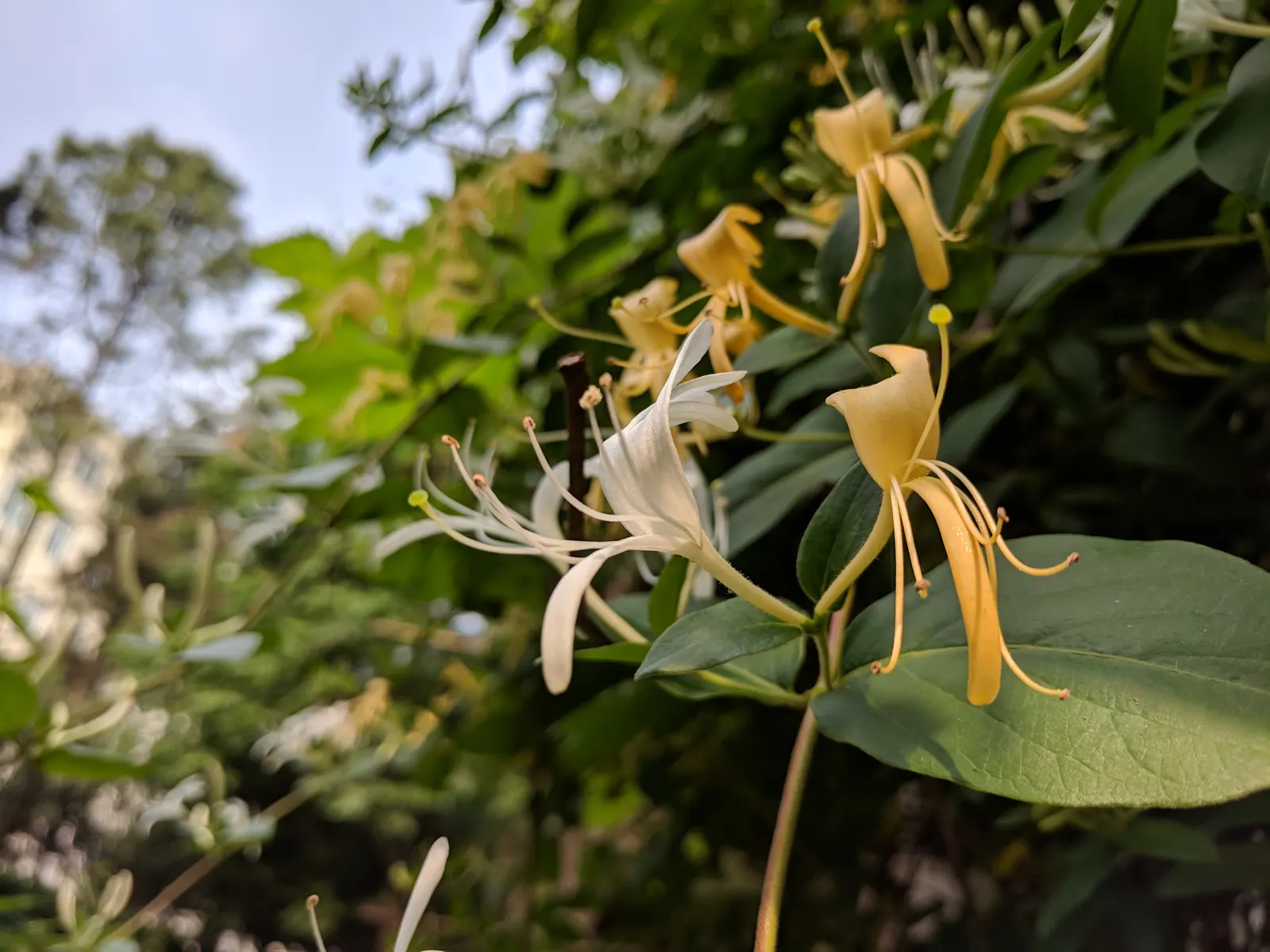 Japanese Honeysuckle (Lonicera Japonica 'Mint Crisp') — it performs best in well-drained; their nectar-rich blossoms attract pollinators such as, image 78