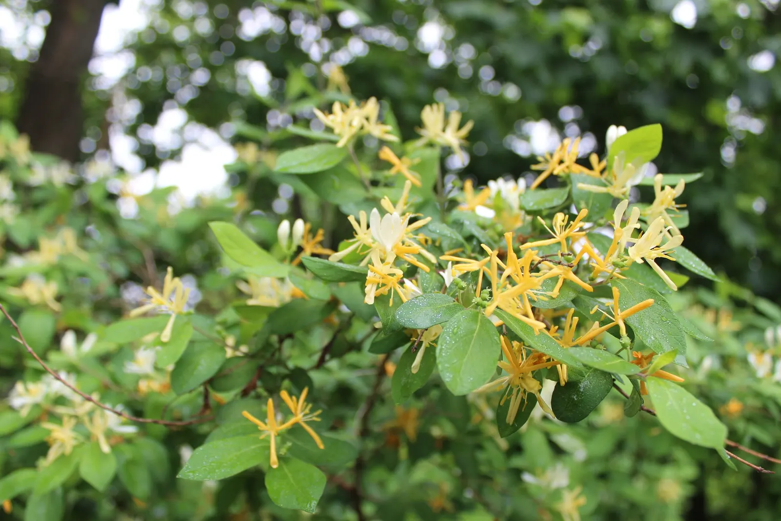 Japanese Honeysuckle (Lonicera Japonica 'Mint Crisp') — Reaching up to 30 feet long, it flourishes in USDA zones 4-11 amidst full sun to partial, image 86