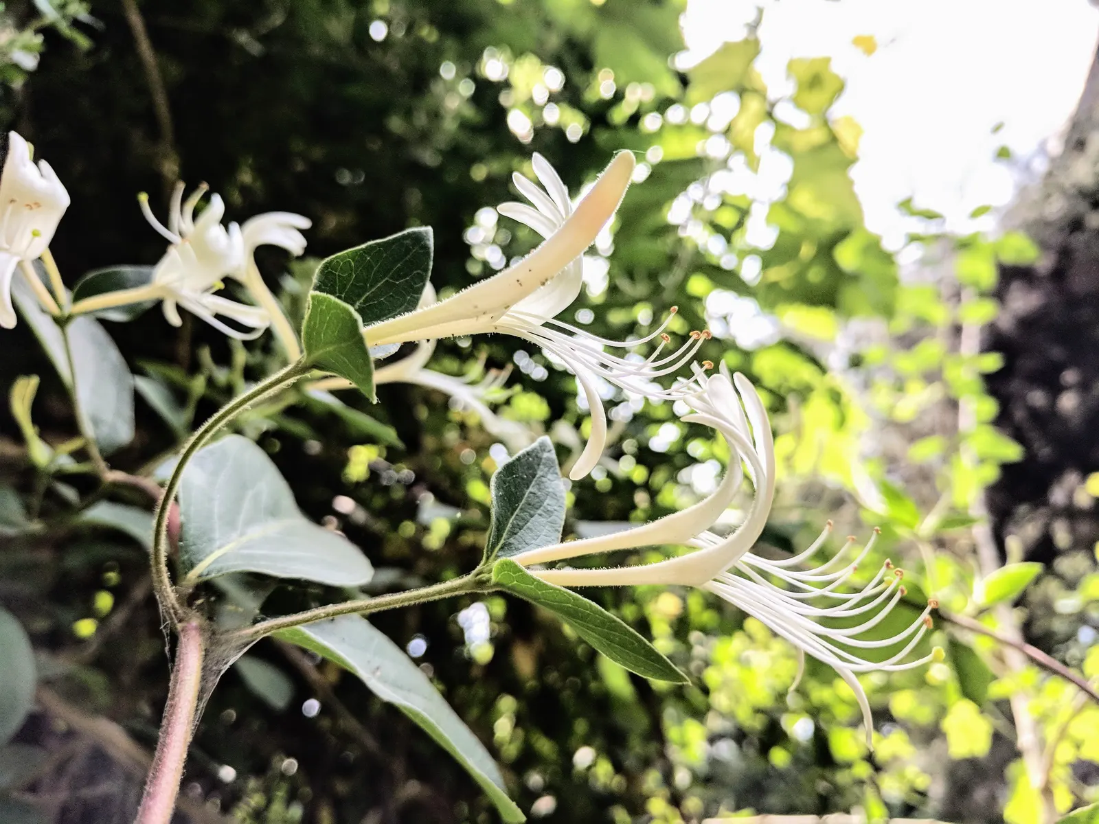Japanese Honeysuckle (Lonicera Japonica 'Mint Crisp') — where new leaves emerge with splashes of yellow and cream against a bright green, image 113