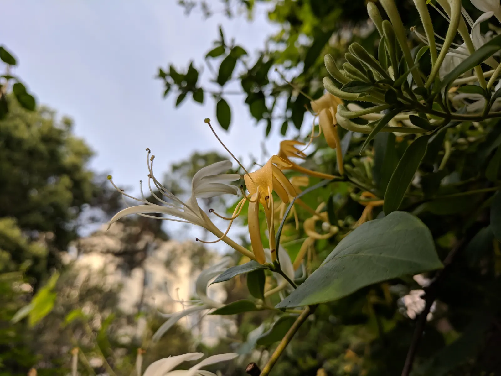 Japanese Honeysuckle (Lonicera Japonica 'Mint Crisp') — fertile soil.<br><br>Flowers appear from late spring to early summer; ideal for trellises or fences