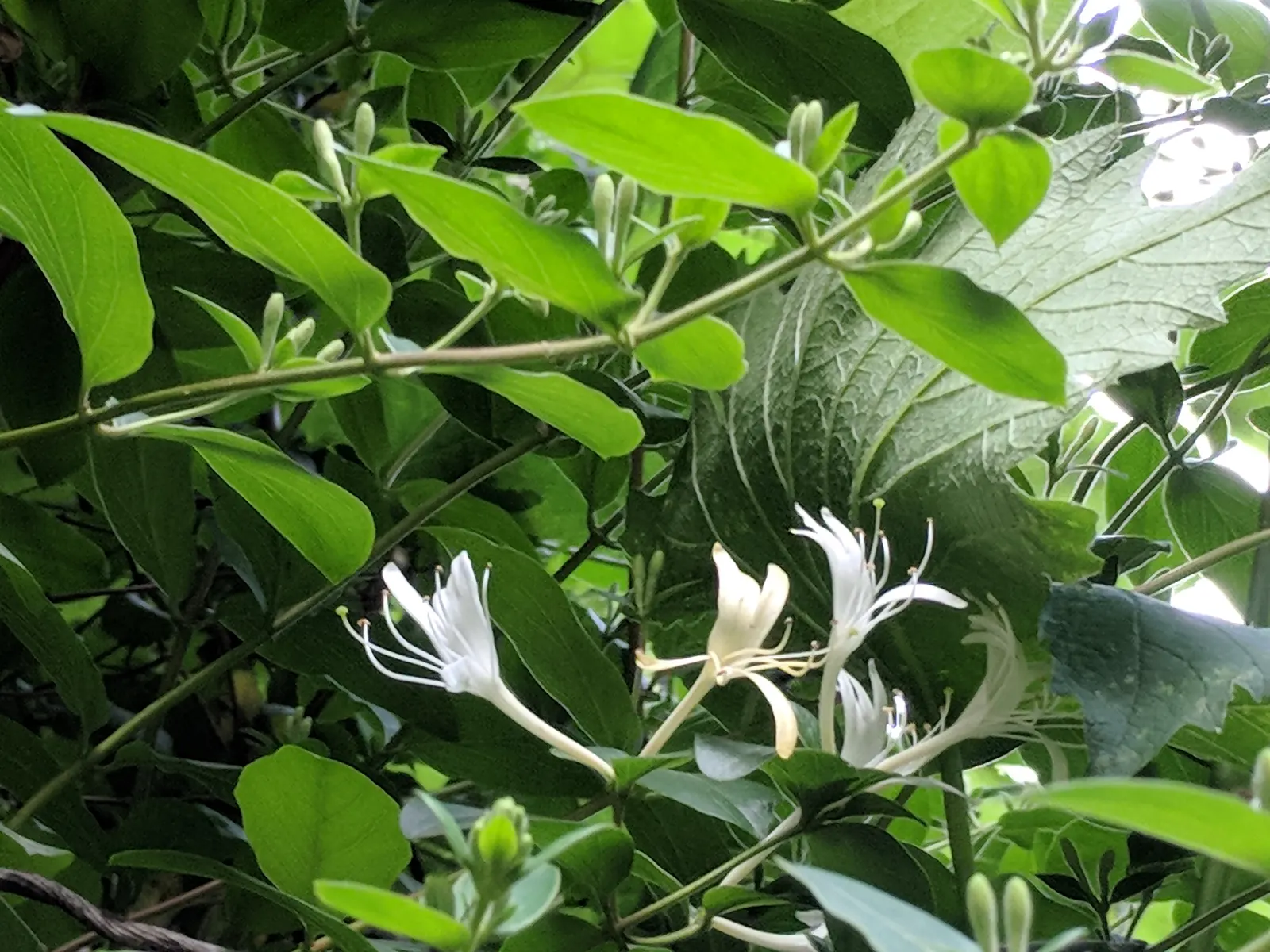 Japanese Honeysuckle (Lonicera Japonica 'Mint Crisp') — it thrives with moderate watering