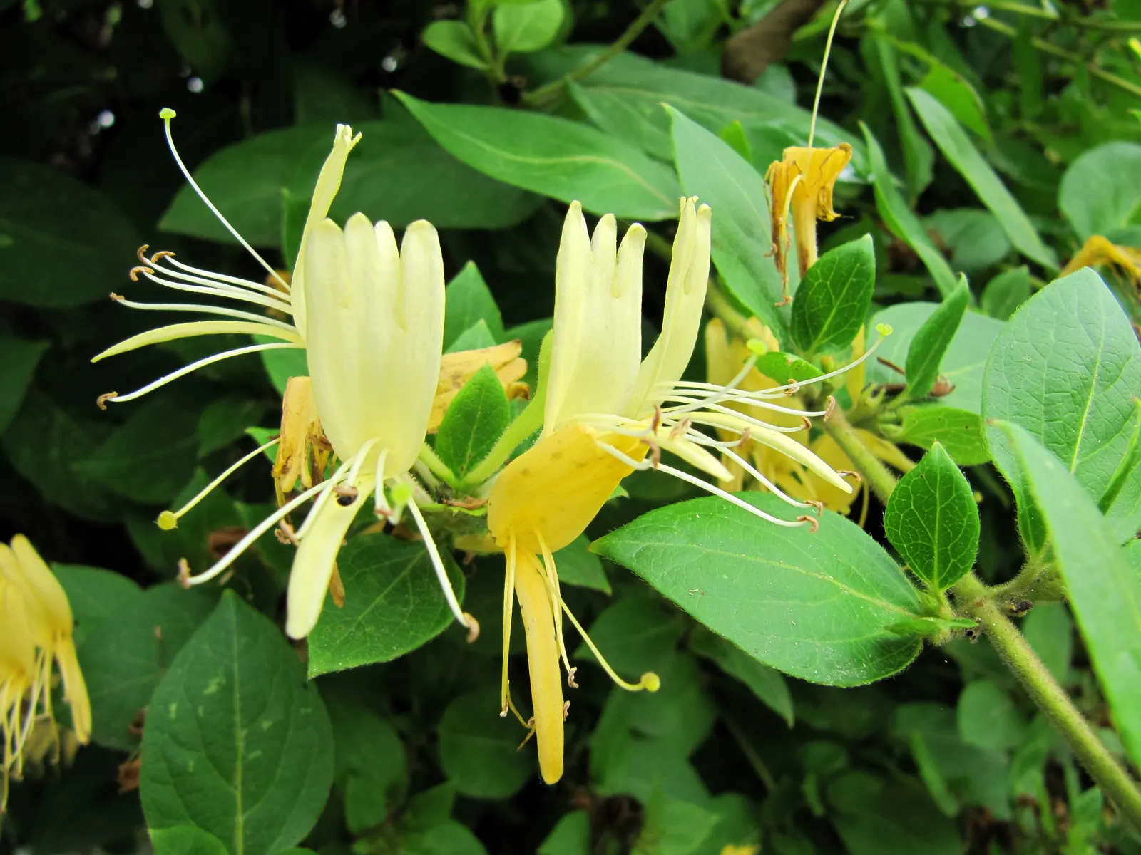 Japanese Honeysuckle (Lonicera Japonica 'Mint Crisp') — is a vigorous vine with striking green leaves edged in cream