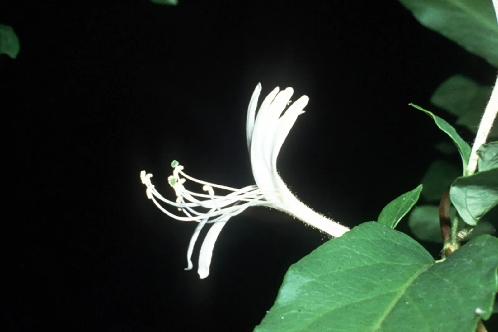 Japanese Honeysuckle (Lonicera Japonica 'Mint Crisp') — It is essential to manage this plant carefully, as it can become invasive if not, image 83