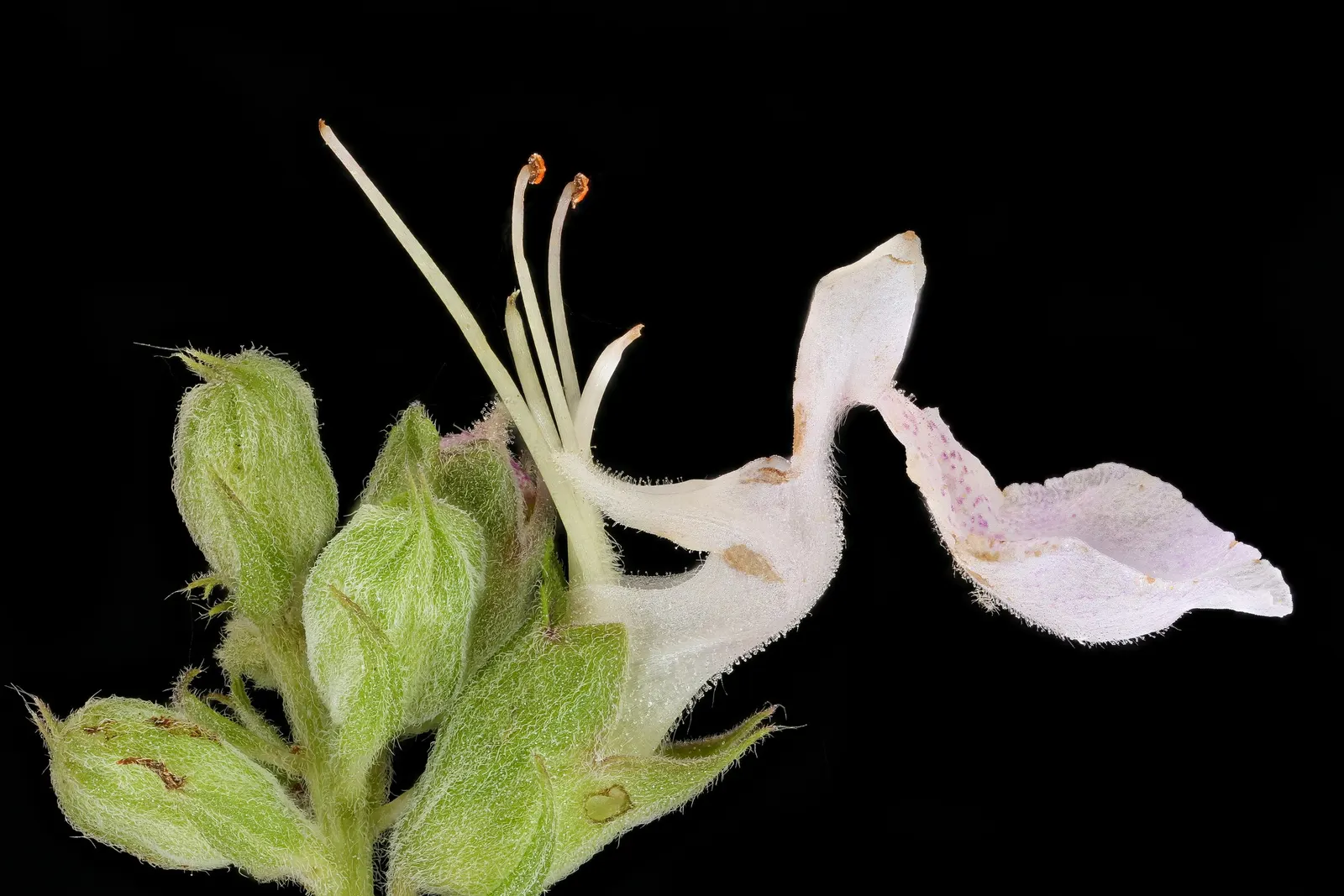 Japanese Honeysuckle (Lonicera Japonica 'Mint Crisp') — it thrives with moderate watering; making it ideal for trellises, image 68