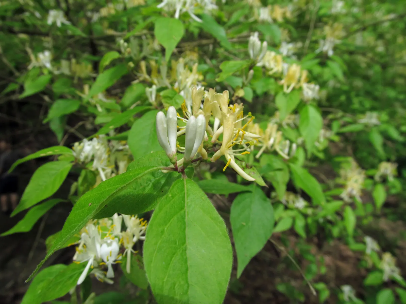 Japanese Honeysuckle (Lonicera Japonica 'Mint Crisp') — Reaching up to 30 feet long, it flourishes in USDA zones 4-11 amidst full sun to partial, image 44