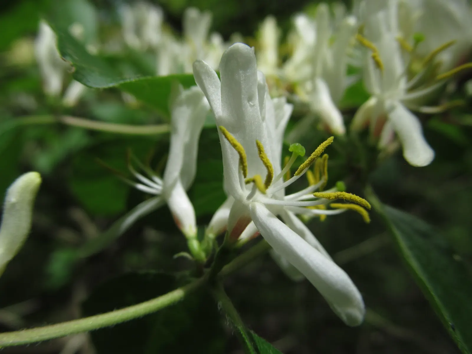Japanese Honeysuckle (Lonicera Japonica 'Mint Crisp') — it thrives with moderate watering; making it ideal for trellises, image 89