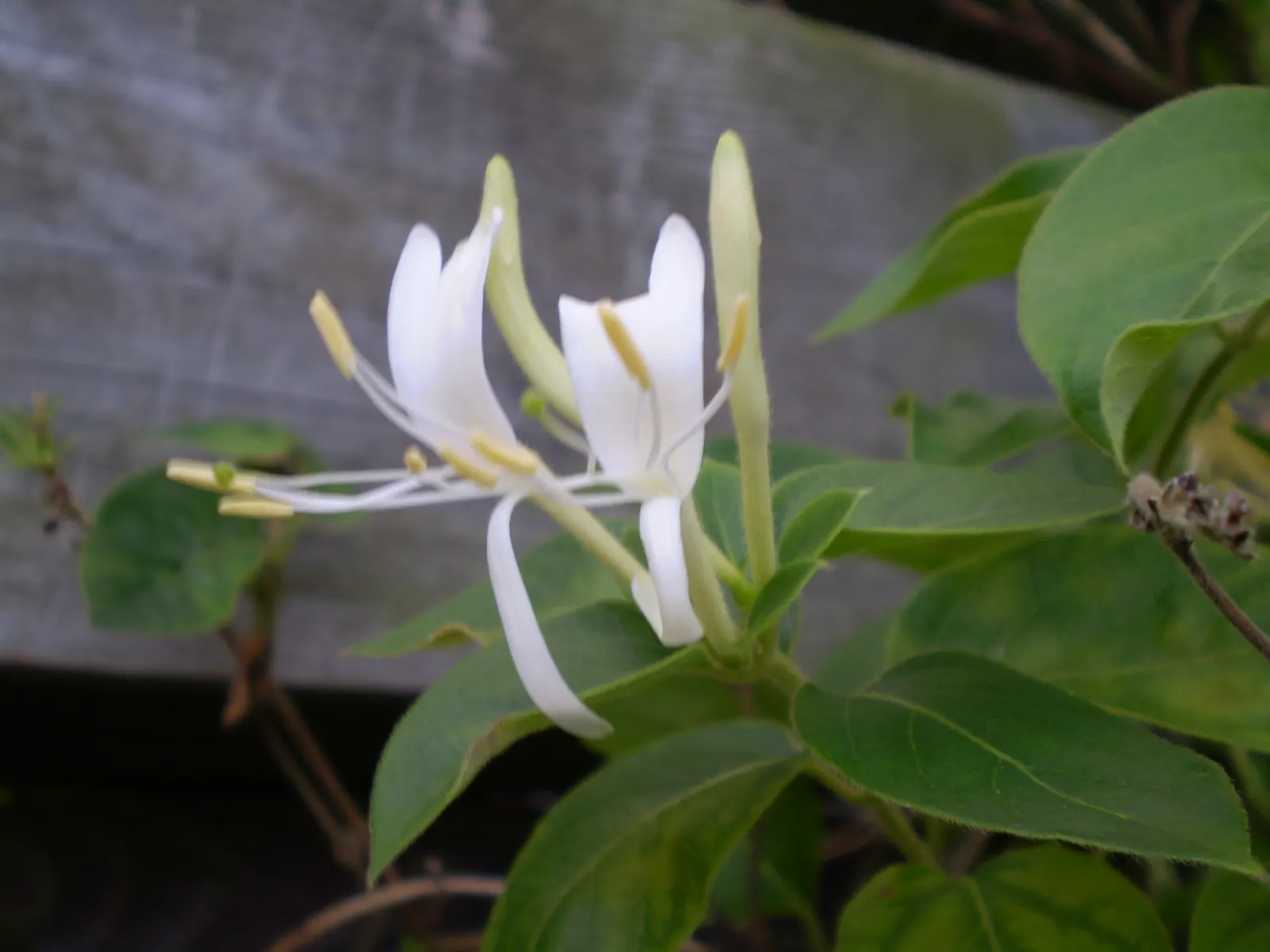 Japanese Honeysuckle (Lonicera Japonica 'Mint Crisp') — Ideal for trellises or fences, image 46