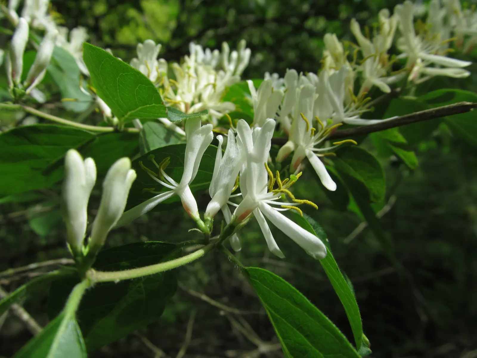 Japanese Honeysuckle (Lonicera Japonica 'Mint Crisp') — fertile soil.<br><br>Flowers appear from late spring to early summer; ideal for trellises, image 79