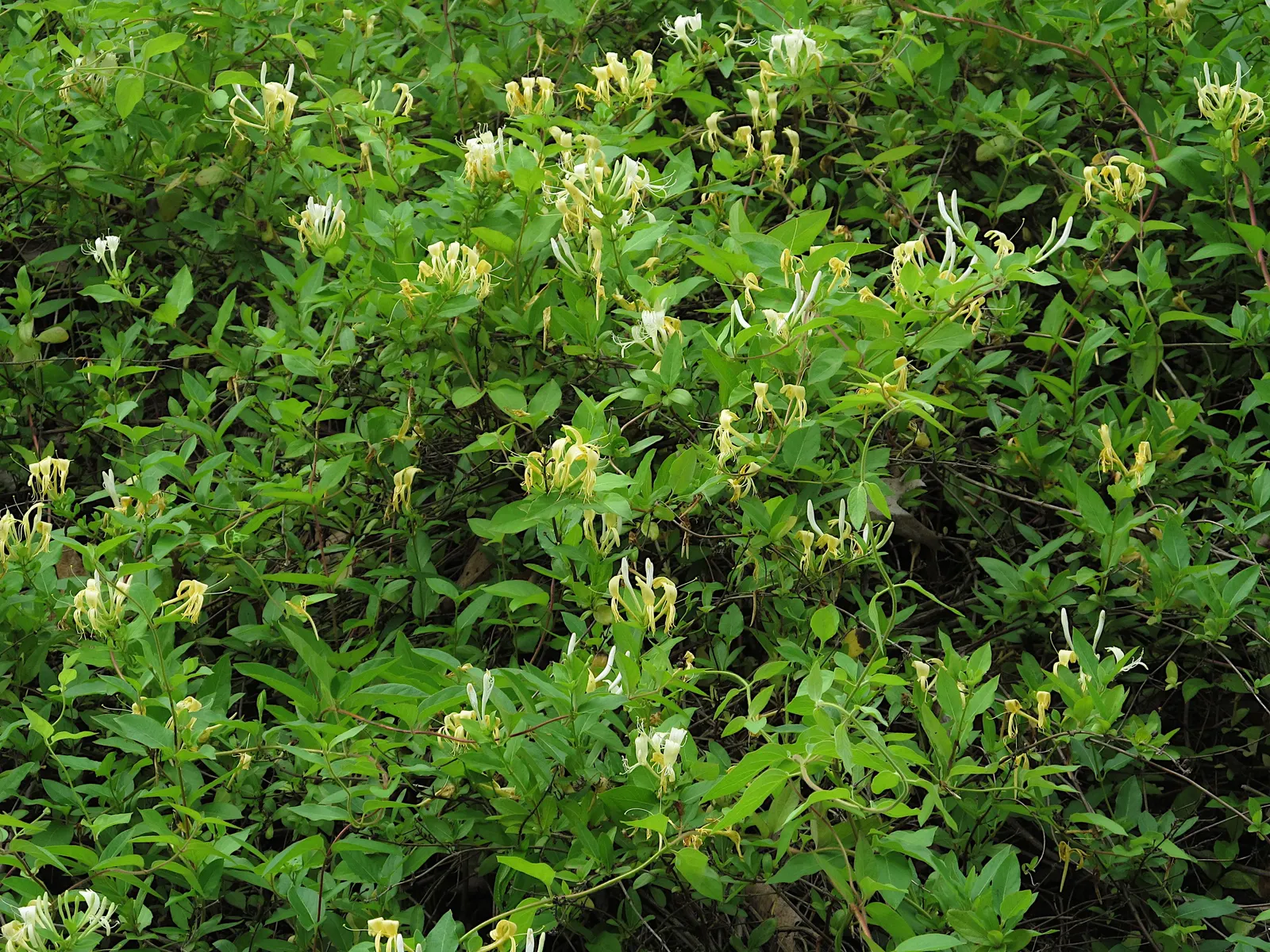 Japanese Honeysuckle (Lonicera Japonica 'Mint Crisp') — fertile soil.<br><br>Flowers appear from late spring to early summer; ideal for trellises, image 100