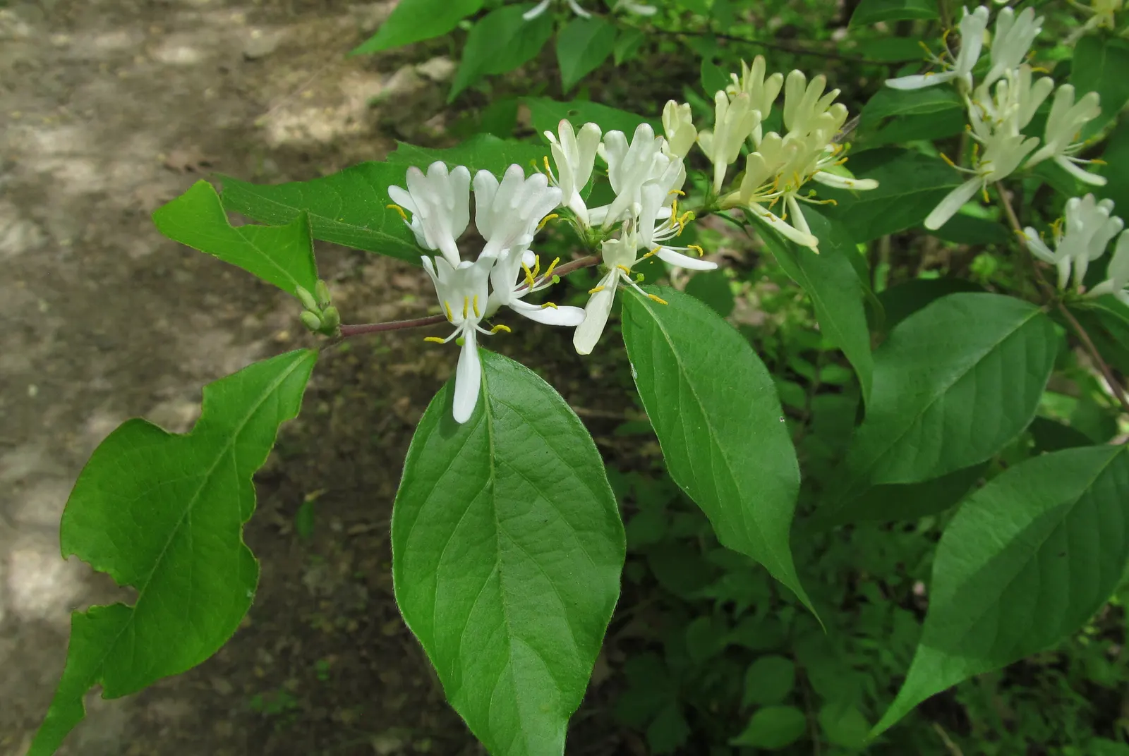 Japanese Honeysuckle (Lonicera Japonica 'Mint Crisp') — it performs best in well-drained; their nectar-rich blossoms attract pollinators such as butterflies