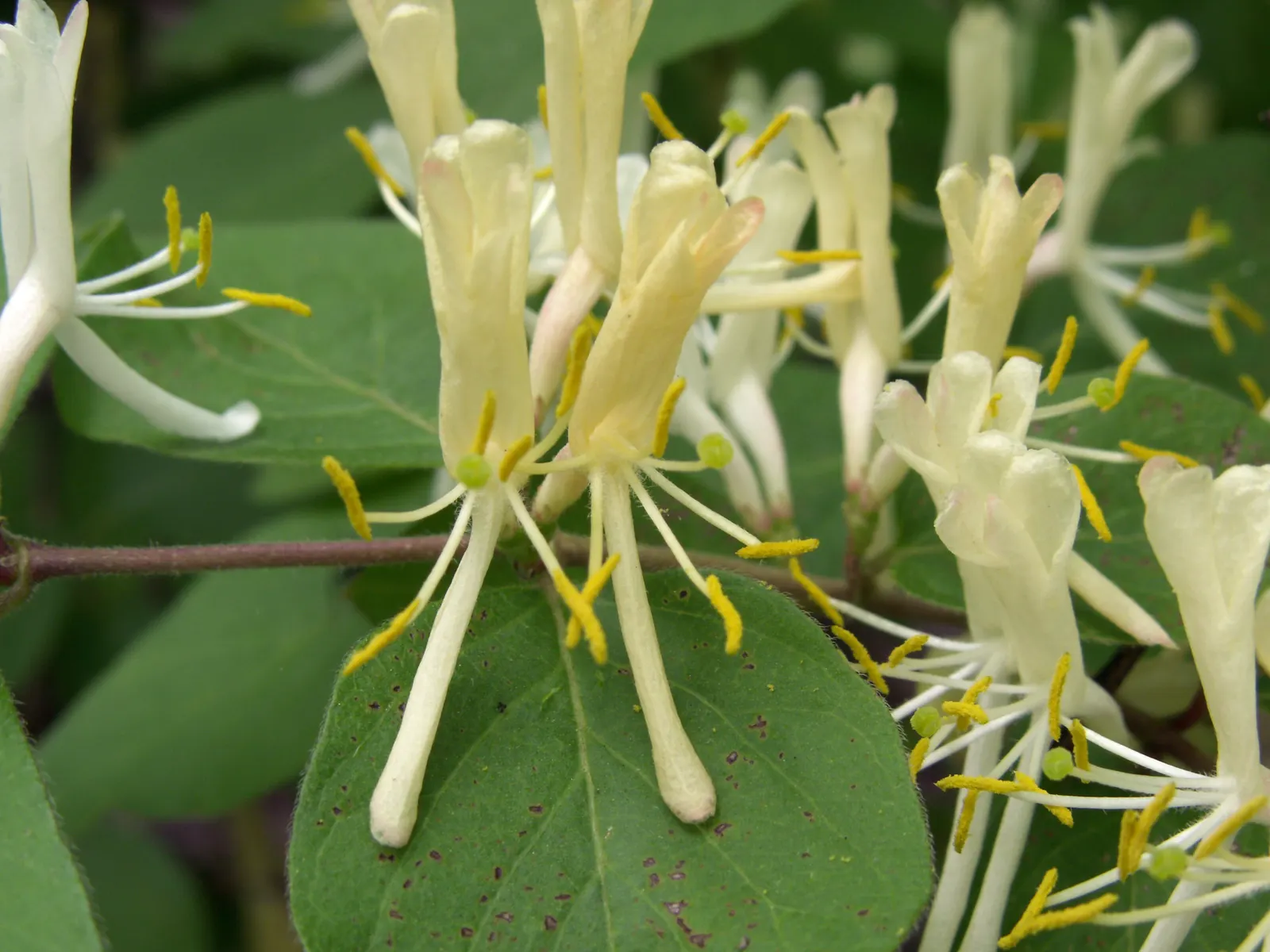 Japanese Honeysuckle (Lonicera Japonica 'Mint Crisp') — resembling a fresh mint crisp infusion; their nectar-rich blossoms attract pollinators such, image 93