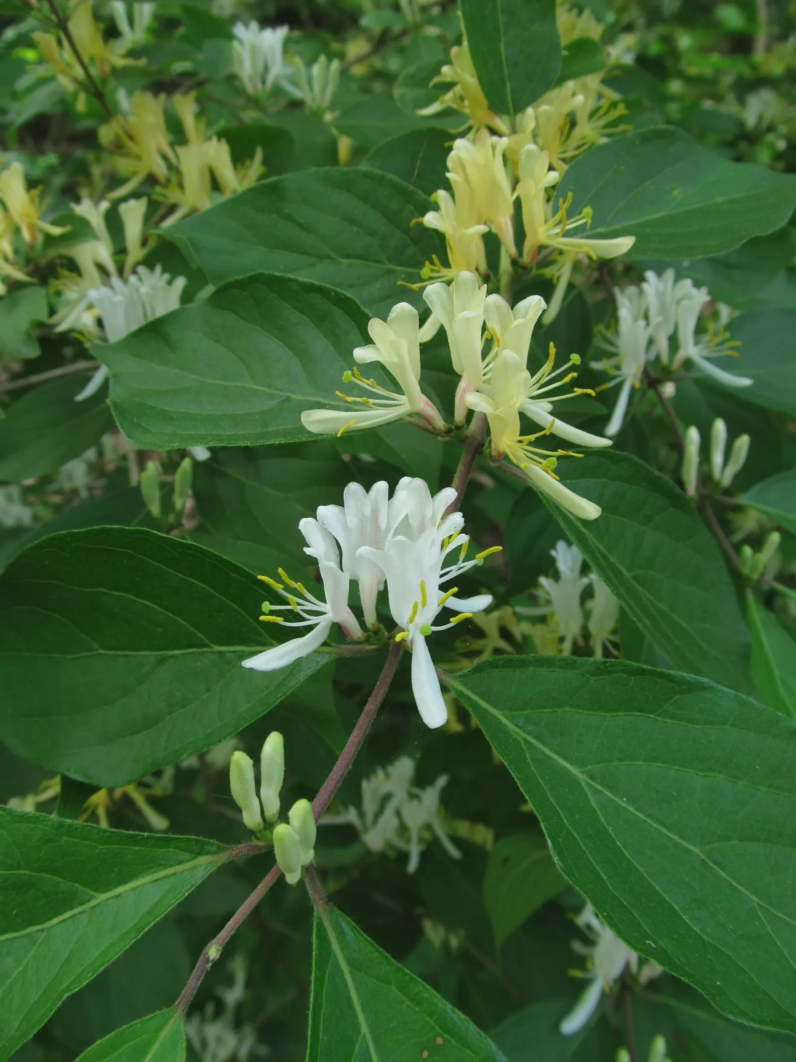 Japanese Honeysuckle (Lonicera Japonica 'Mint Crisp') — it thrives with moderate watering; making it ideal for trellises, image 47