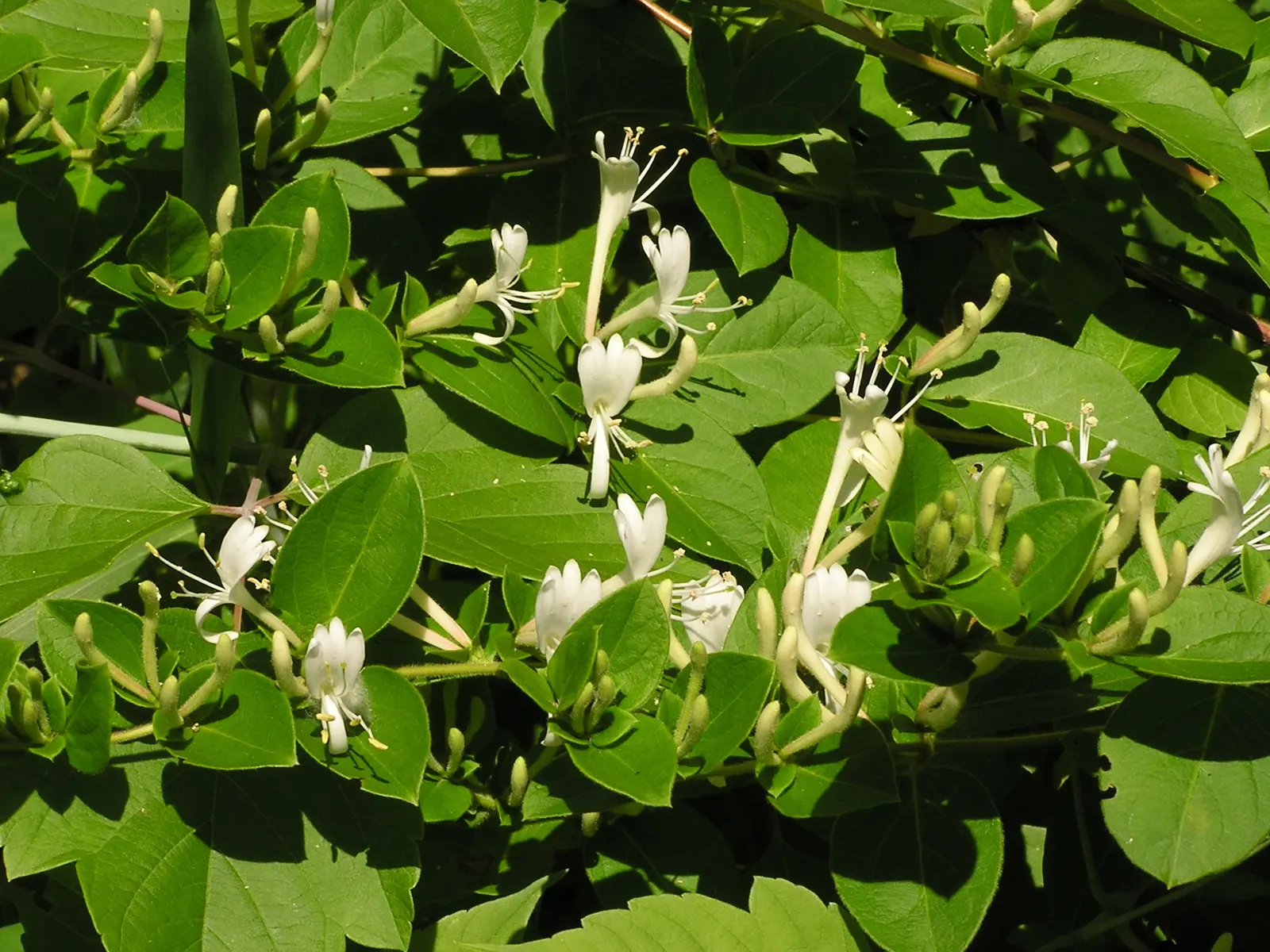 Japanese Honeysuckle (Lonicera Japonica 'Mint Crisp') — Reaching up to 30 feet long, it flourishes in USDA zones 4-11 amidst full sun to partial shade; making