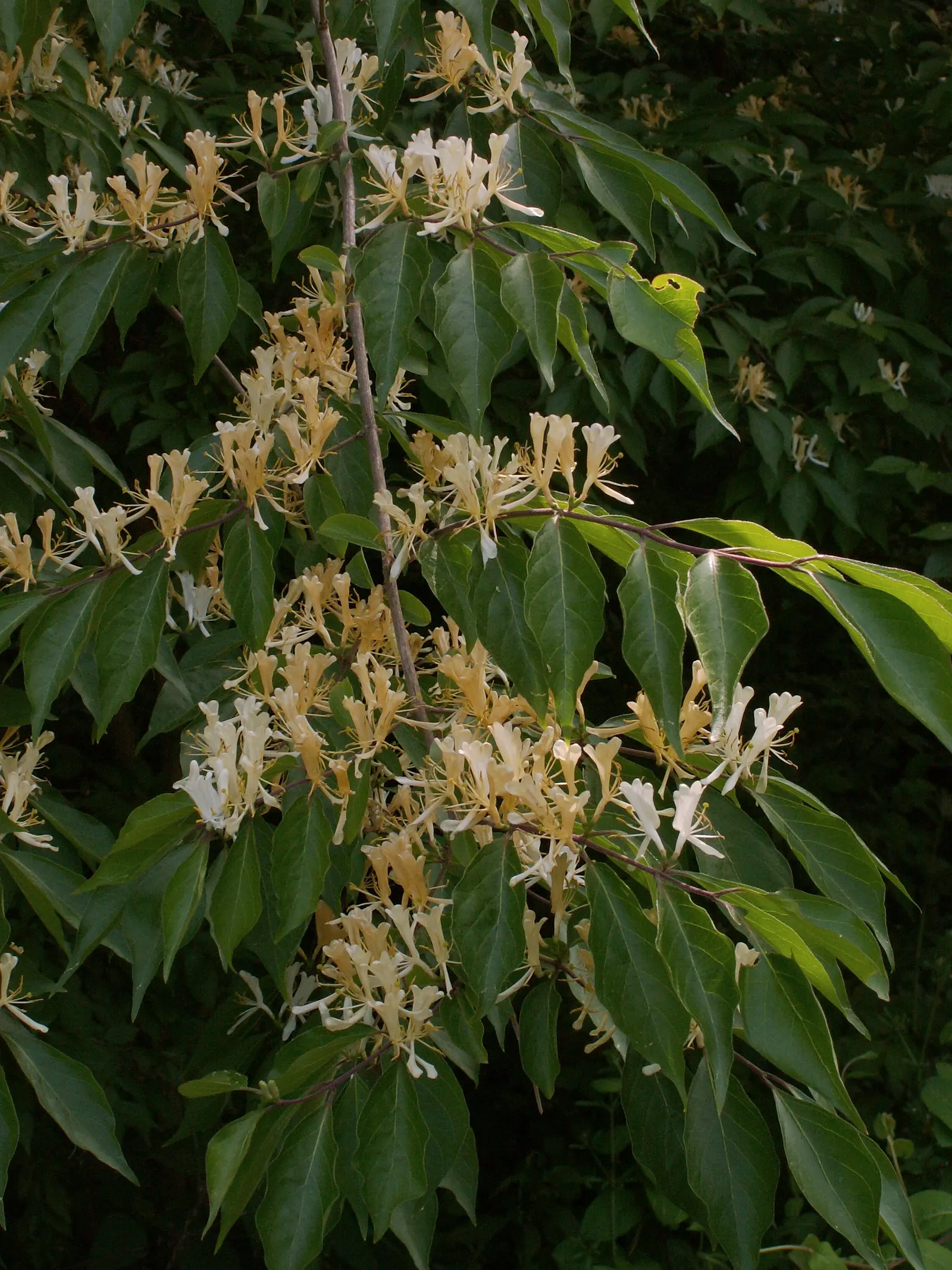 Japanese Honeysuckle (Lonicera Japonica 'Mint Crisp') — While it adapts to most soil types; making it ideal for trellises, image 56