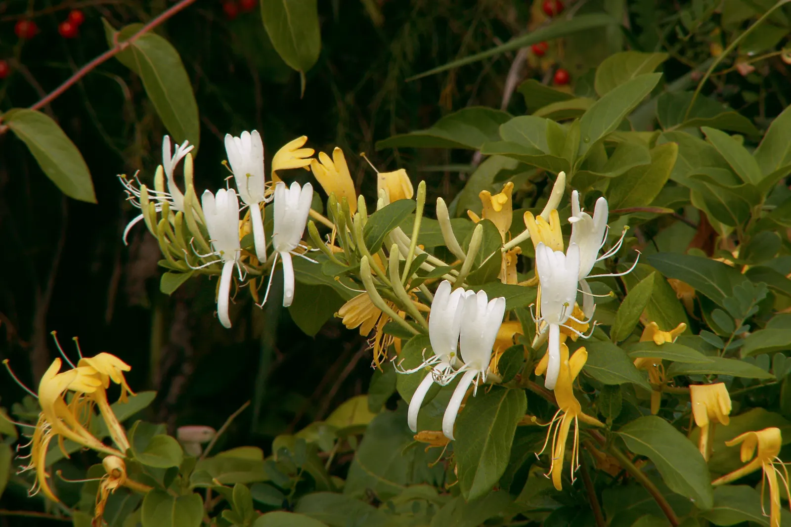 Japanese Honeysuckle (Lonicera Japonica 'Mint Crisp') — where it can provide a lush backdrop or vertical accent in the landscape; their nectar-rich, image 75